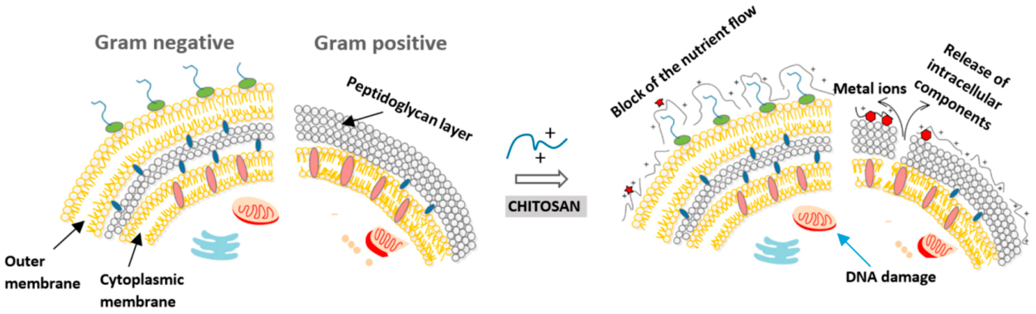 Bioengineering 11 01278 g005