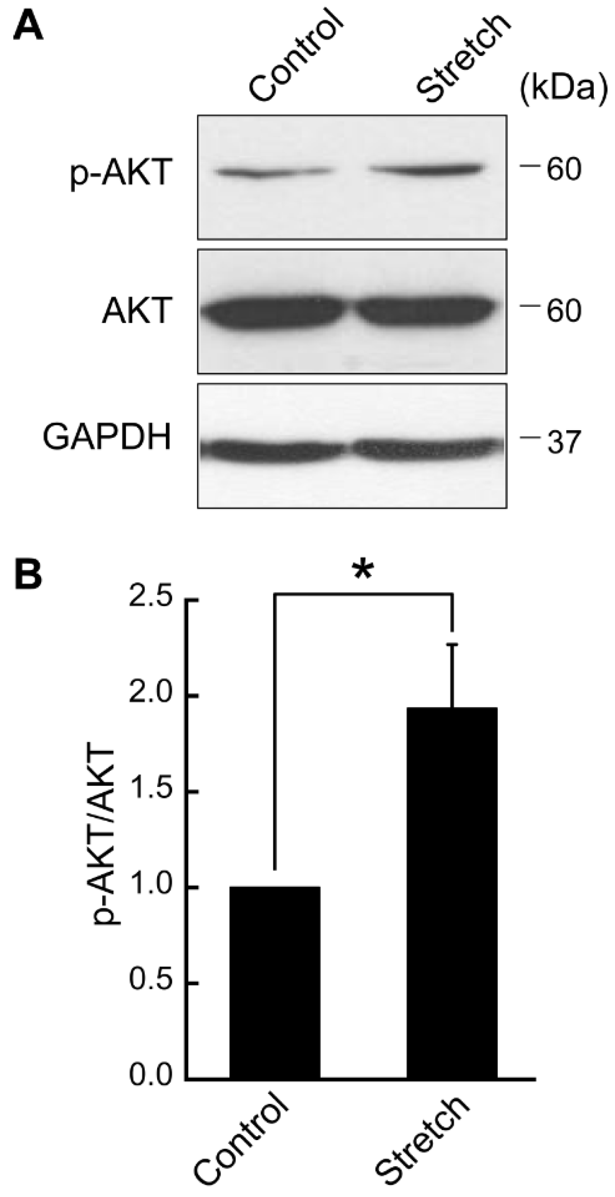 Bioengineering 11 01279 g001