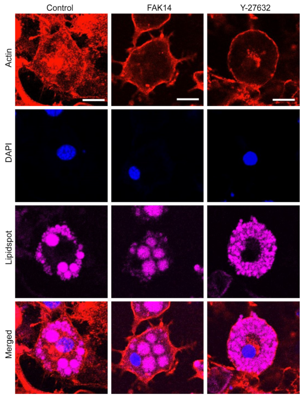 Bioengineering 11 01279 g003