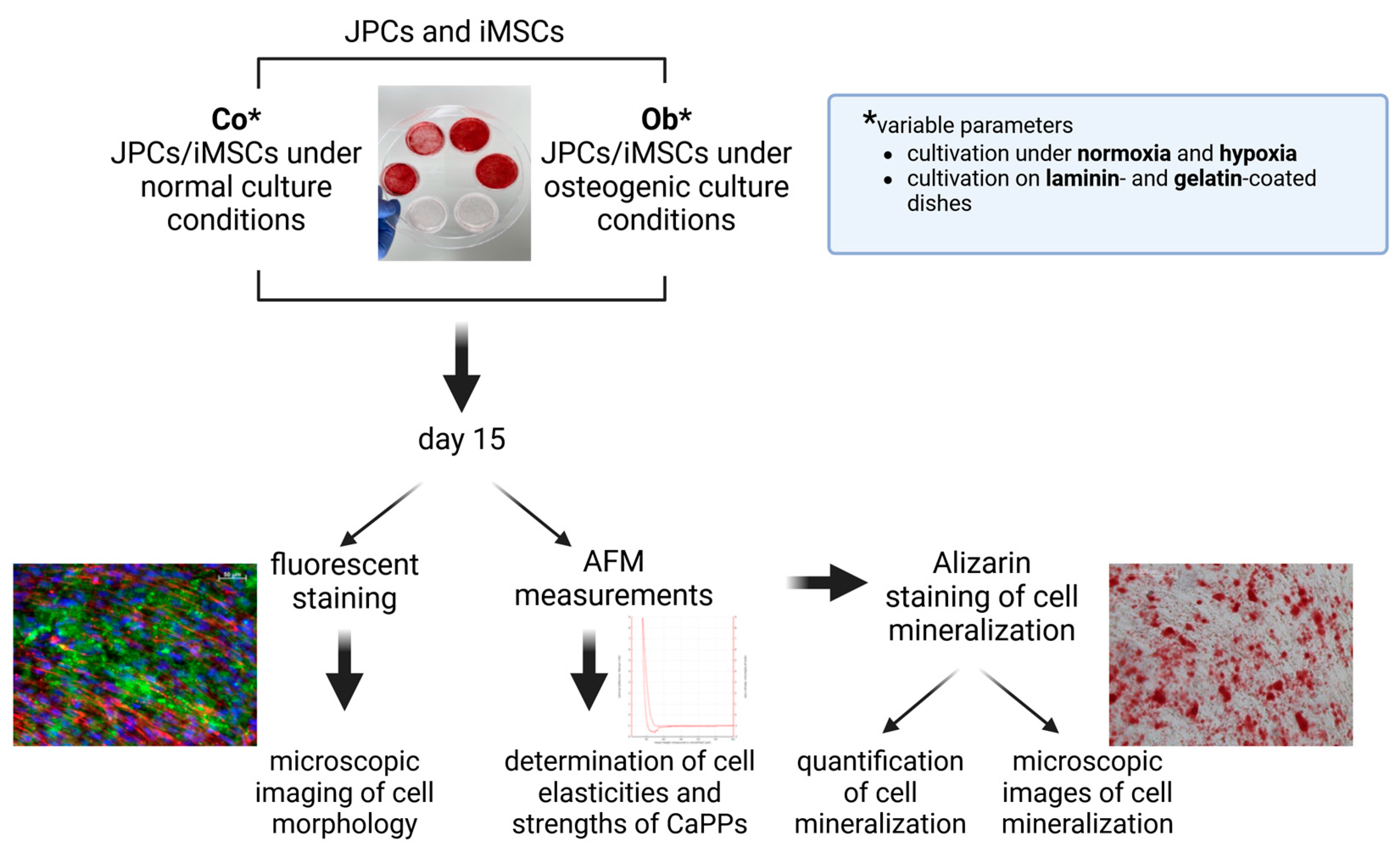 Bioengineering 11 01282 g001