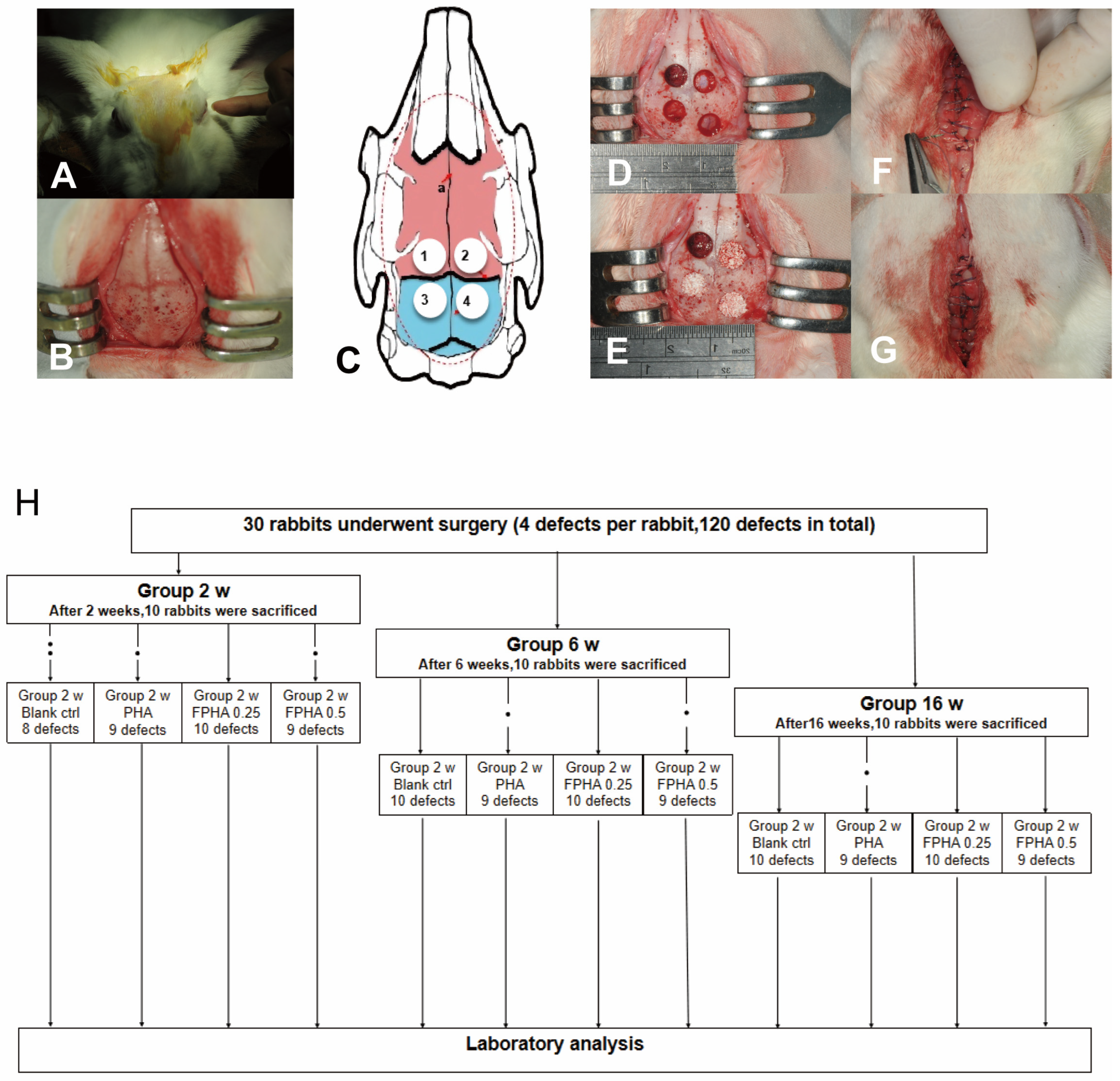 Bioengineering 11 01287 g004