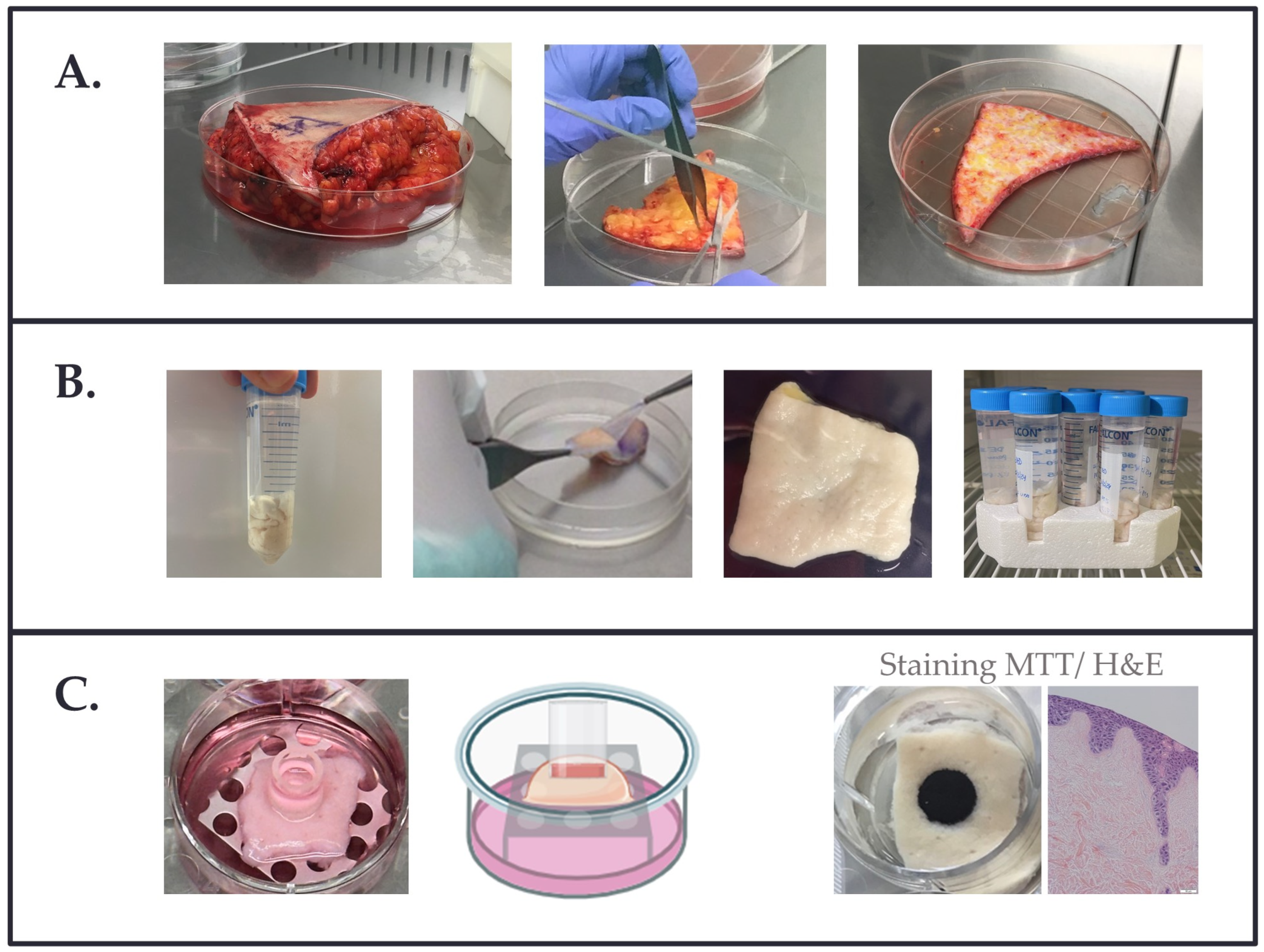 Bioengineering 11 01297 g001