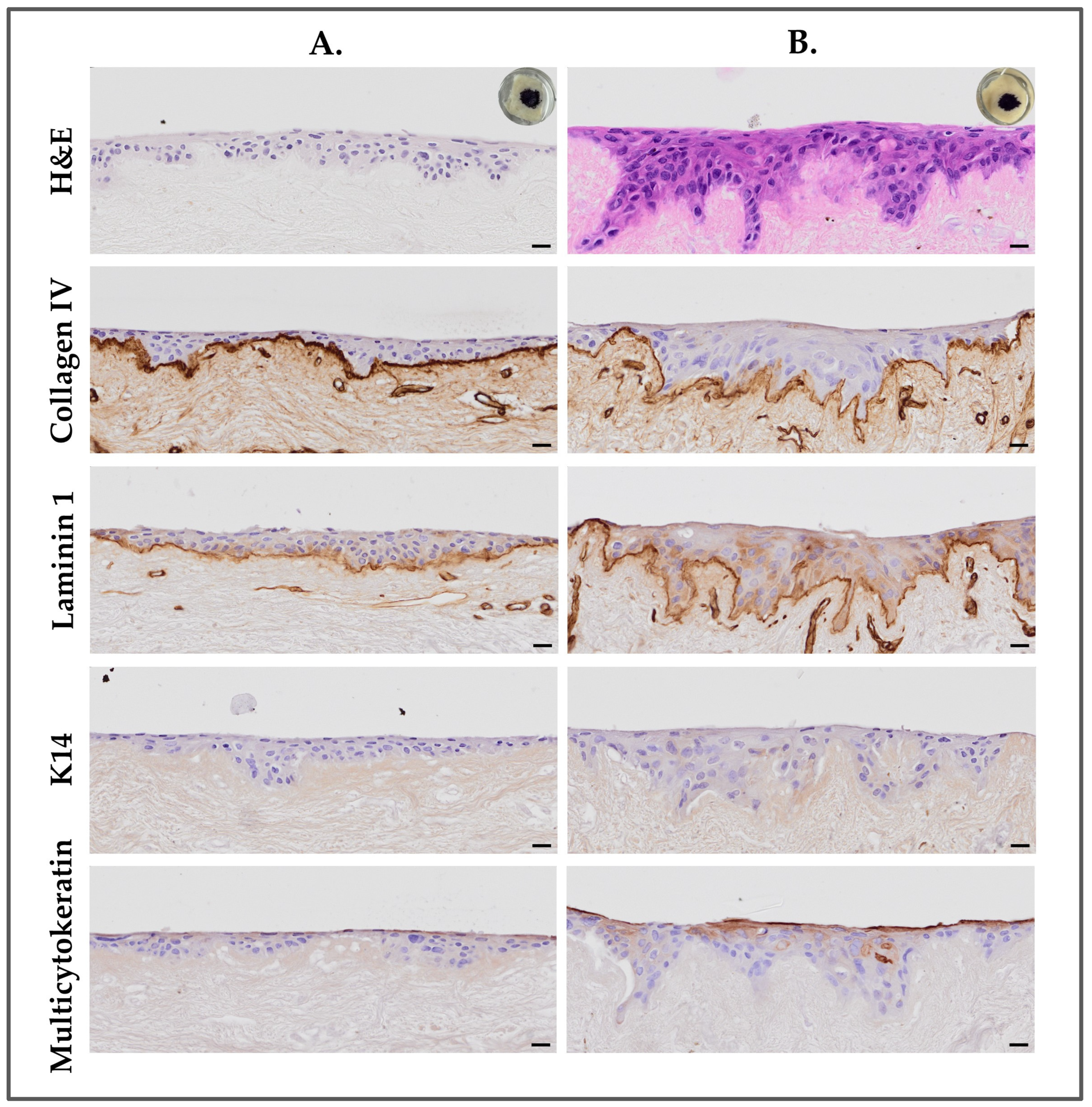 Bioengineering 11 01297 g006
