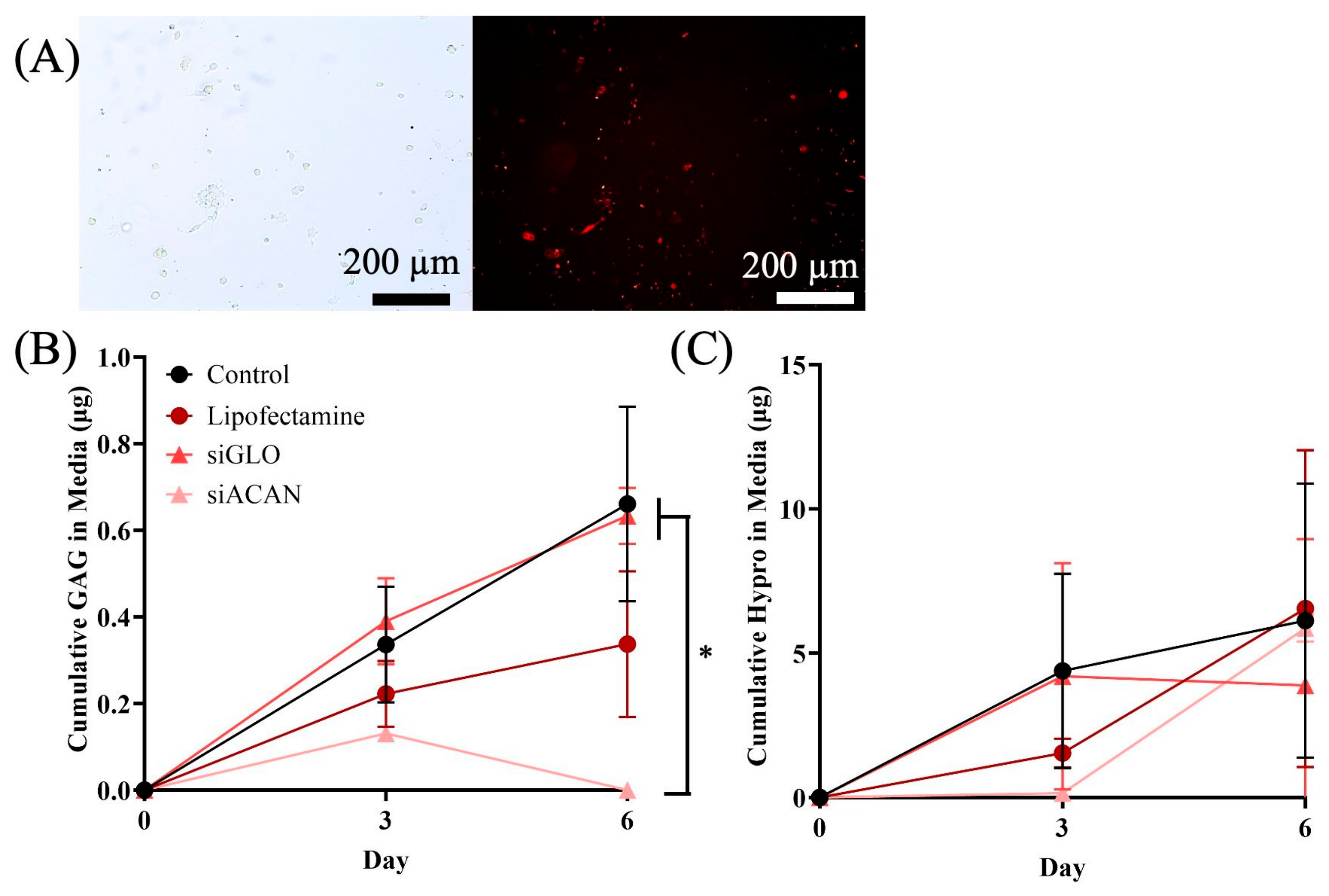 Bioengineering 11 01308 g001