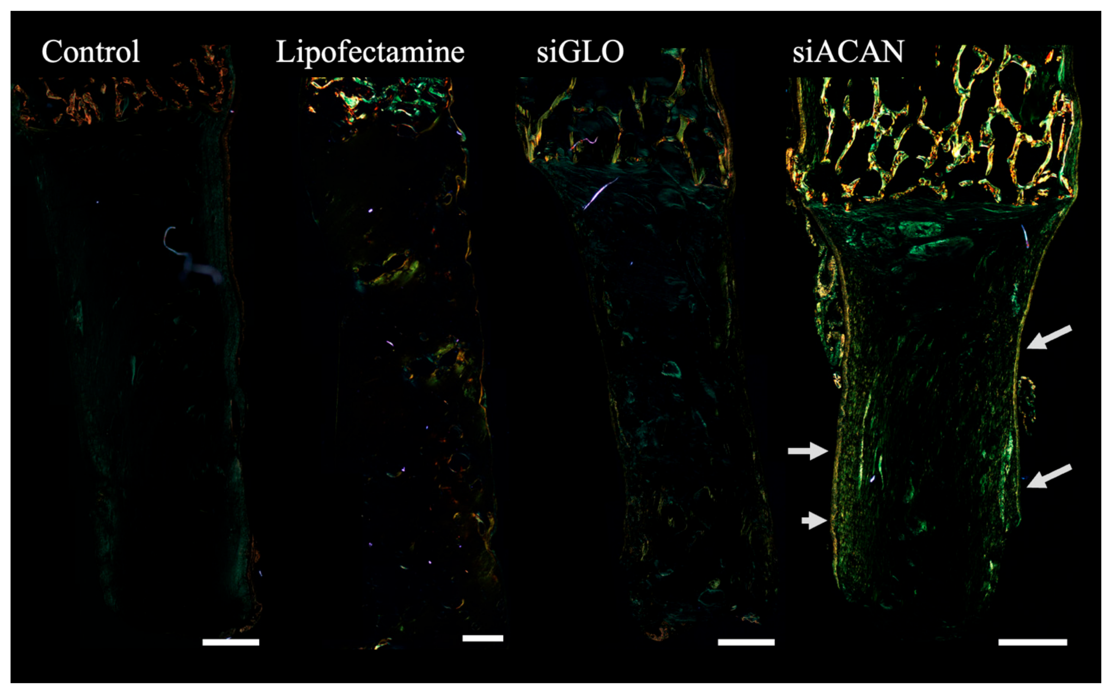Bioengineering 11 01308 g003