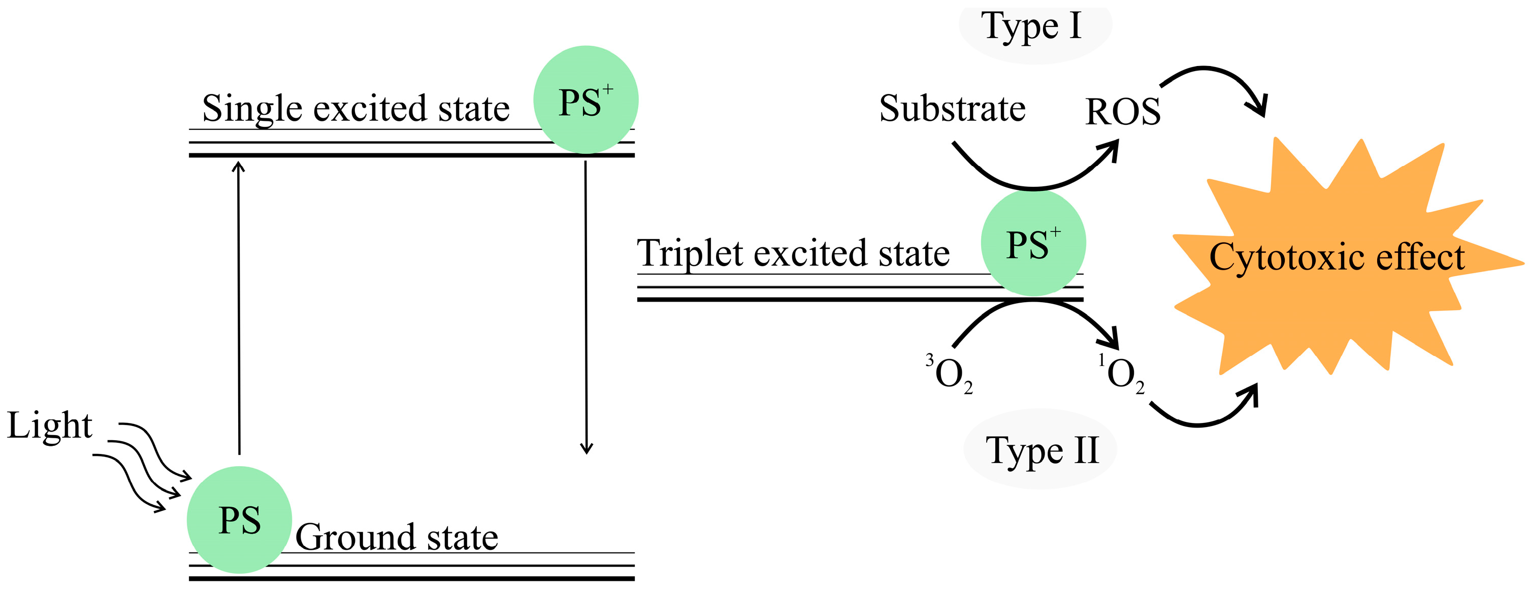Bioengineering 12 00007 g002 Bioengineering 12 00007 g002