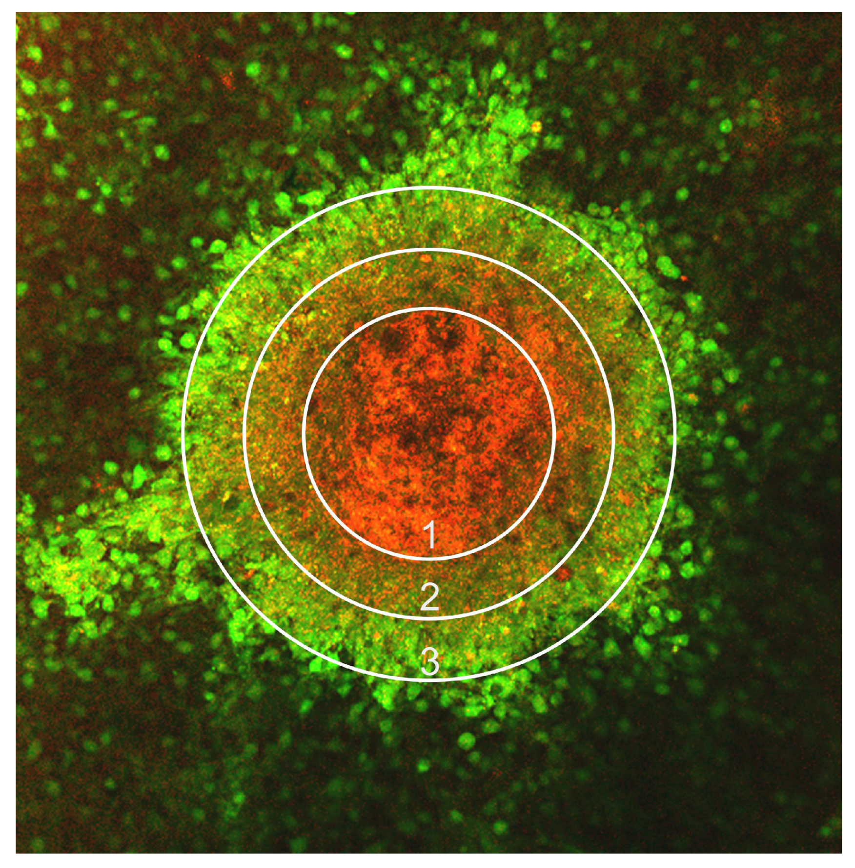 Bioengineering 12 00028 g001