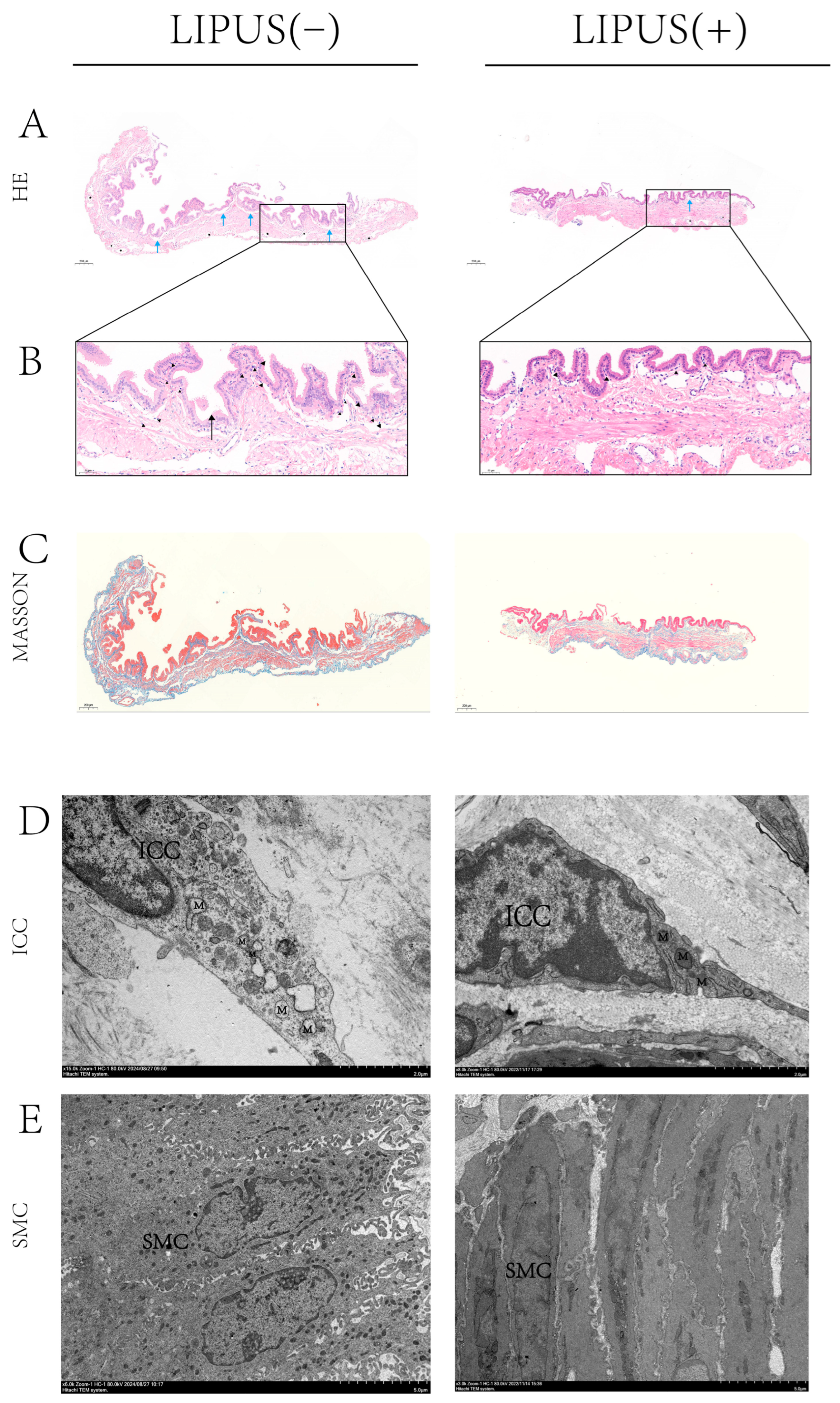 Bioengineering 12 00034 g003
