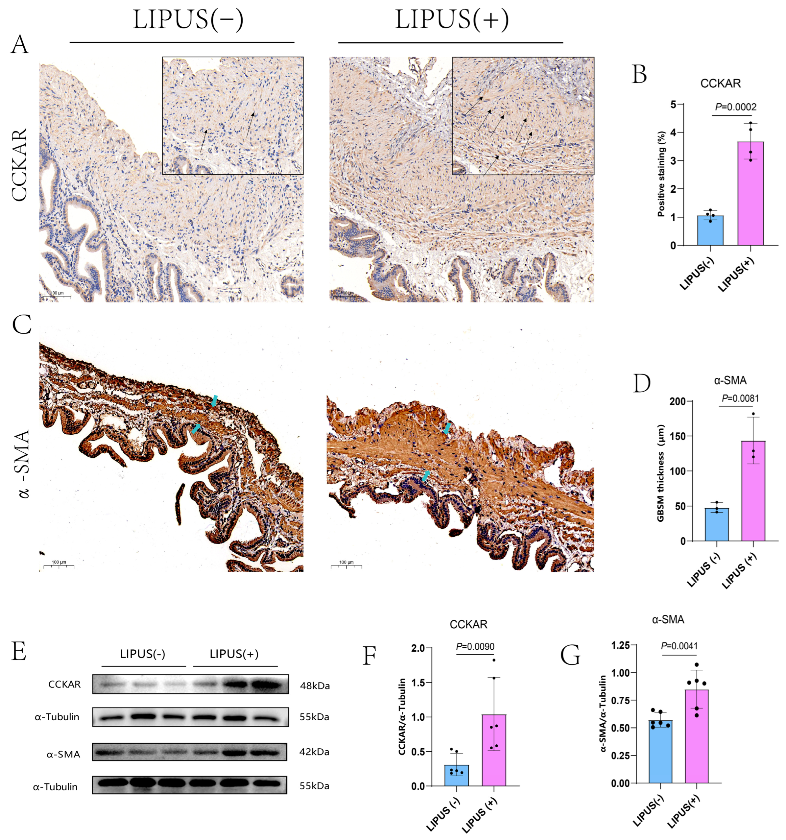 Bioengineering 12 00034 g005