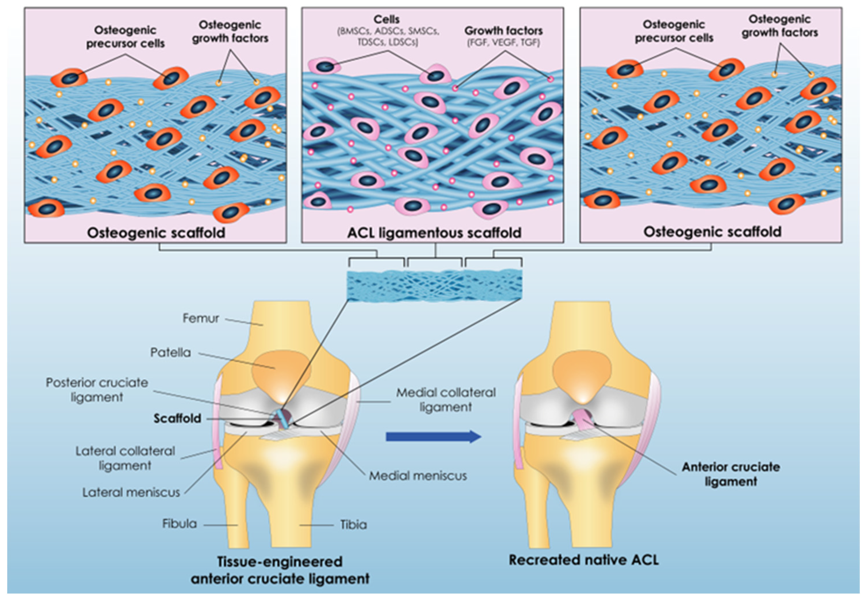 Bioengineering 12 00039 g002 Bioengineering 12 00039 g002