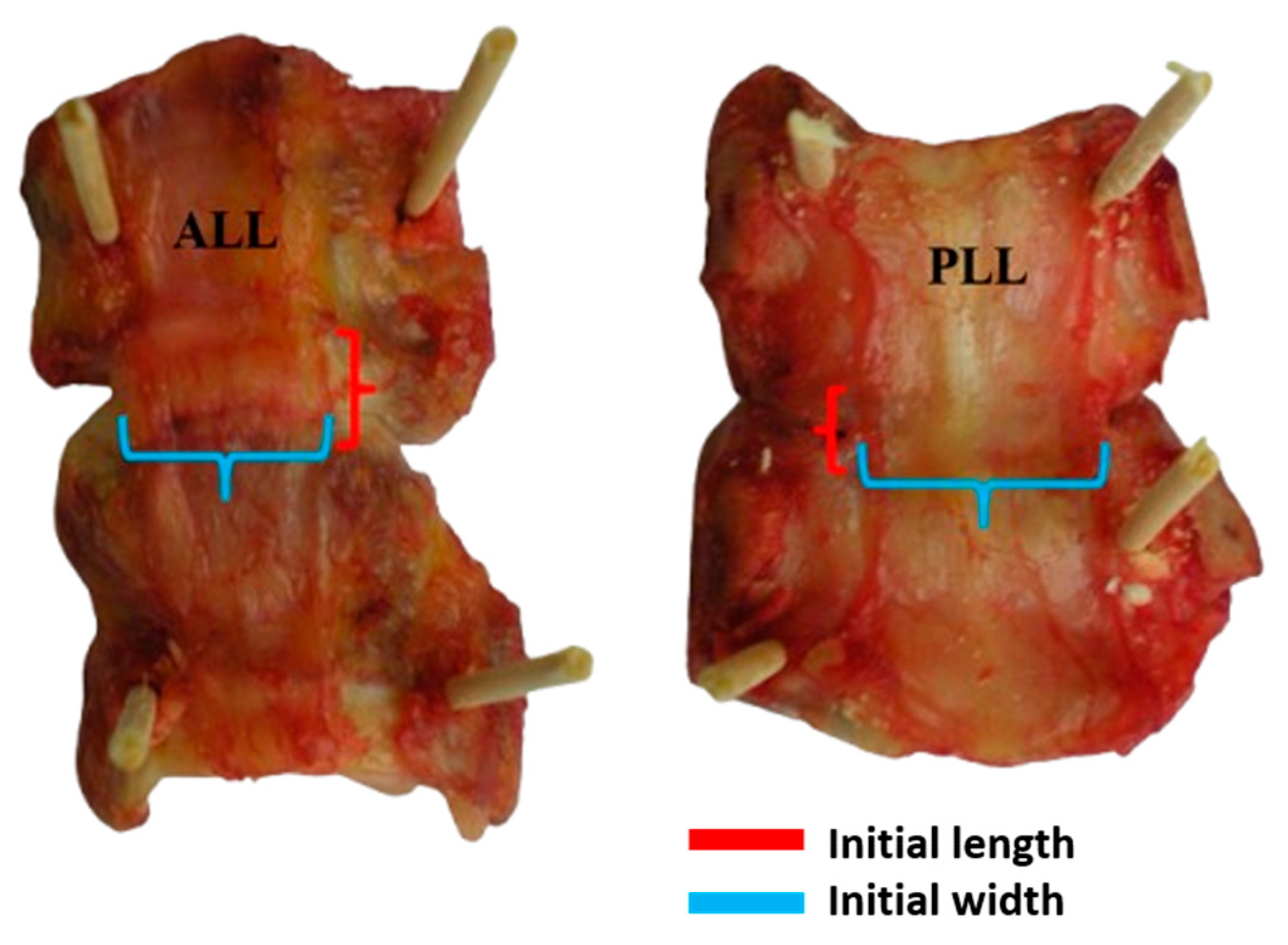 Bioengineering 12 00061 g001