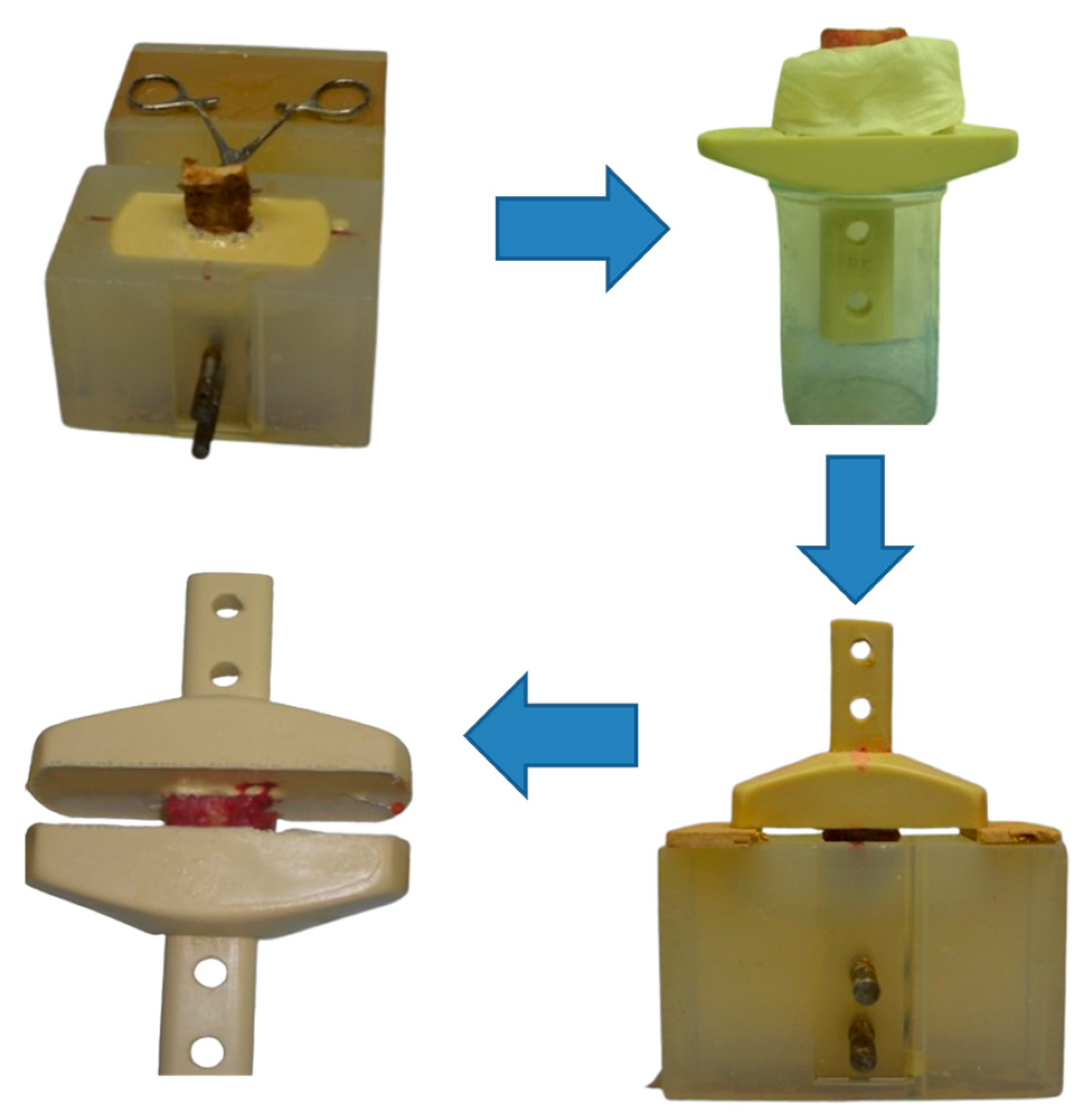 Bioengineering 12 00061 g002