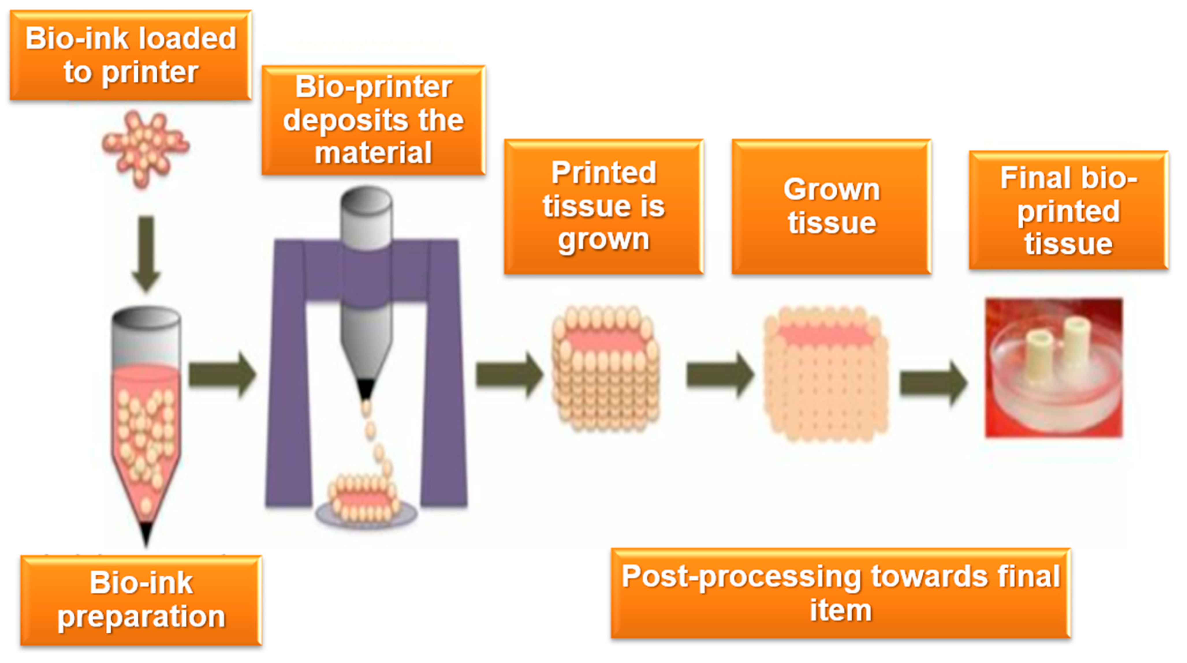 Bioengineering 12 00076 g001