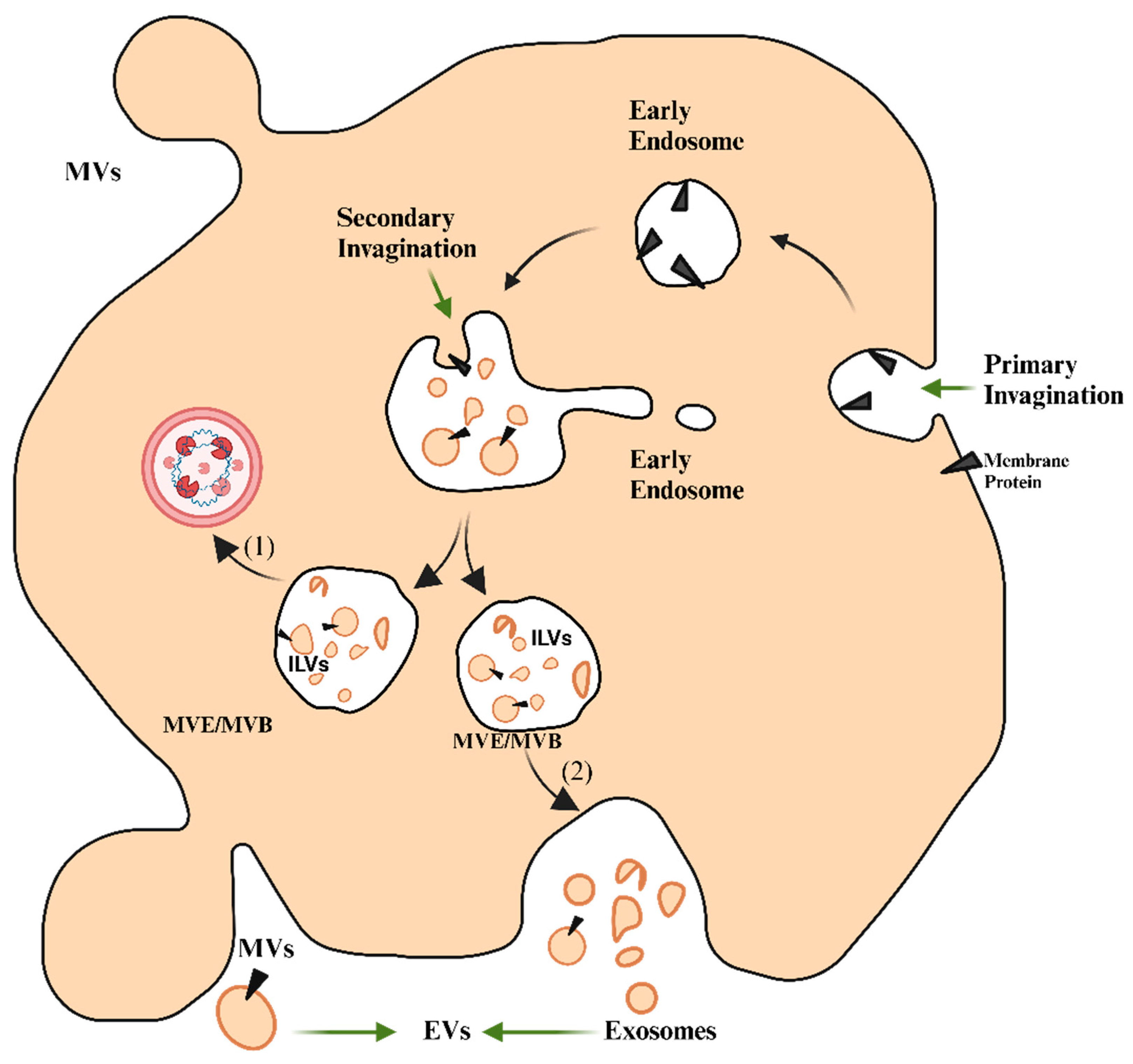 あい Frontiers | Association of circulating adiponectin and