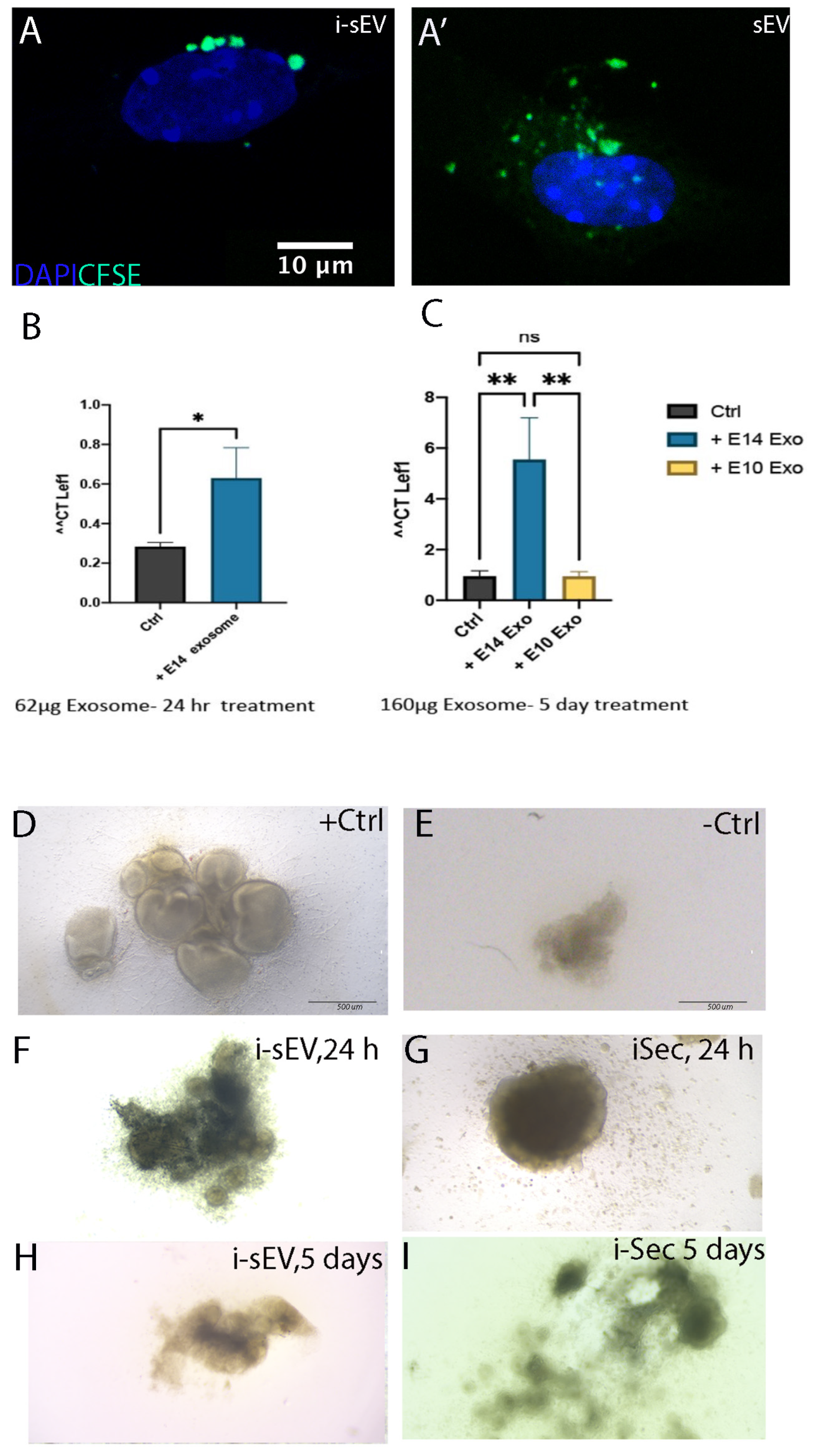 Bioengineering 12 00096 g007