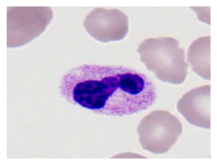 Bioengineering 12 00098 i010