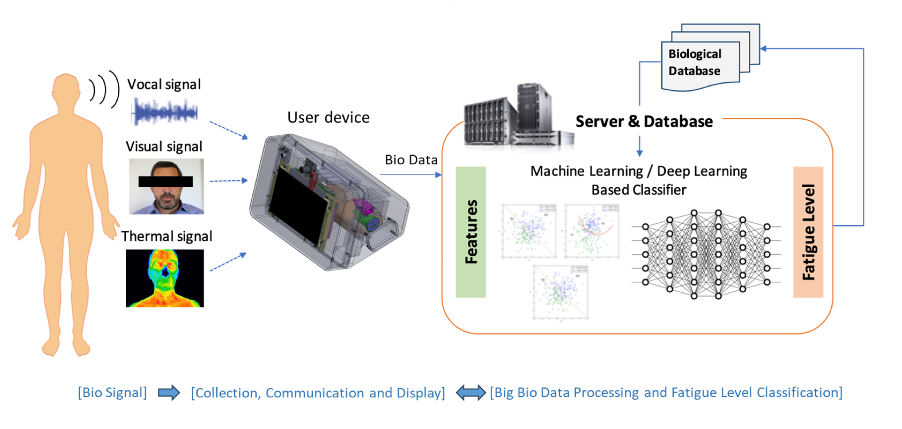 Bioengineering 12 00116 g001