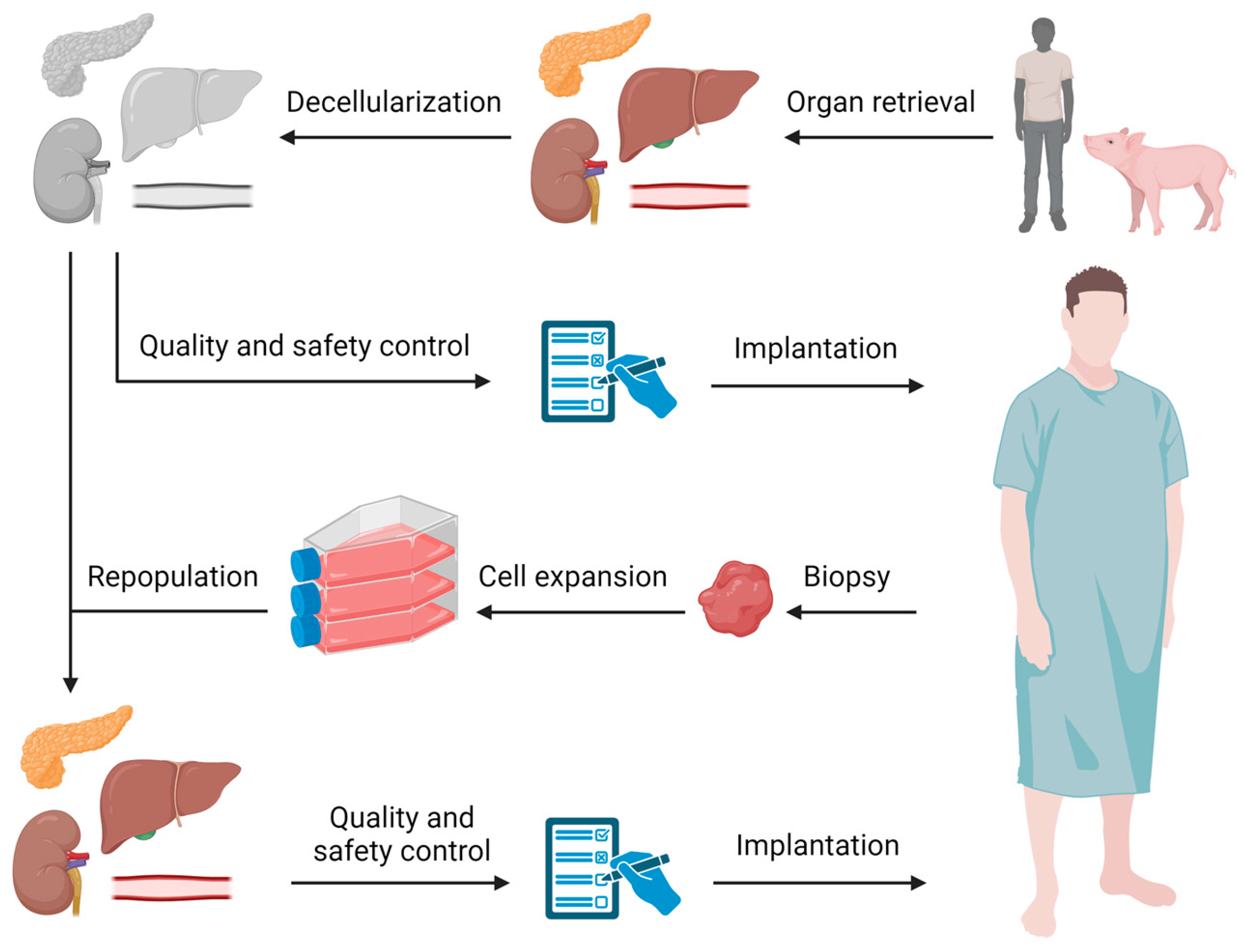 Bioengineering 12 00136 g001
