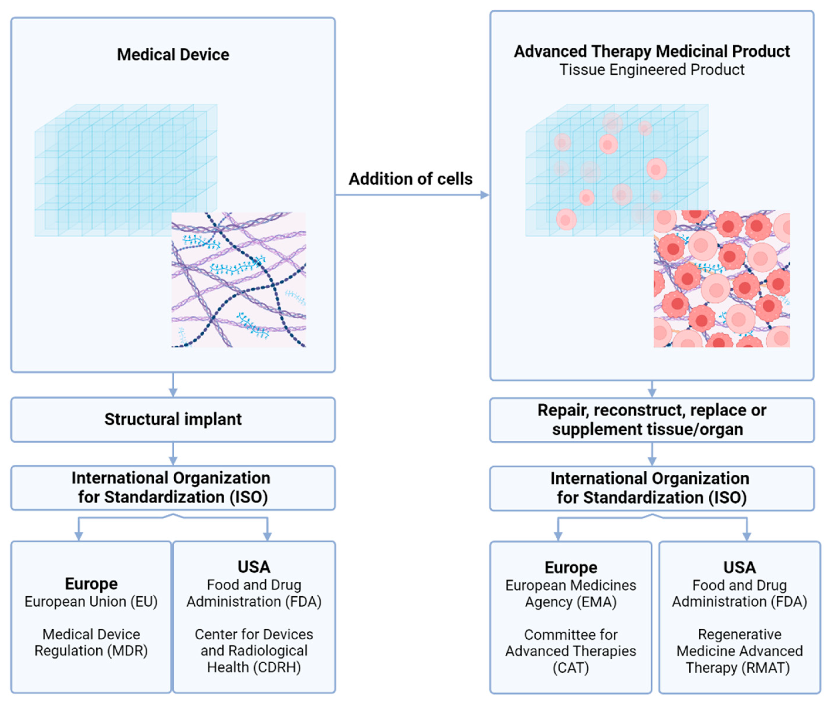 Bioengineering 12 00136 g004