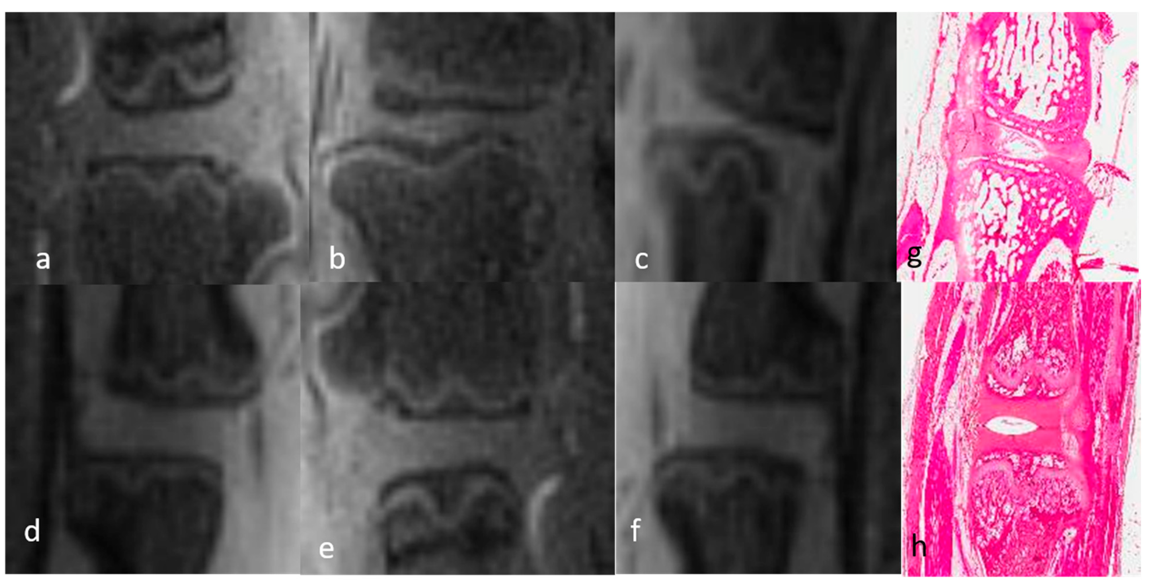 Bioengineering 12 00141 g001