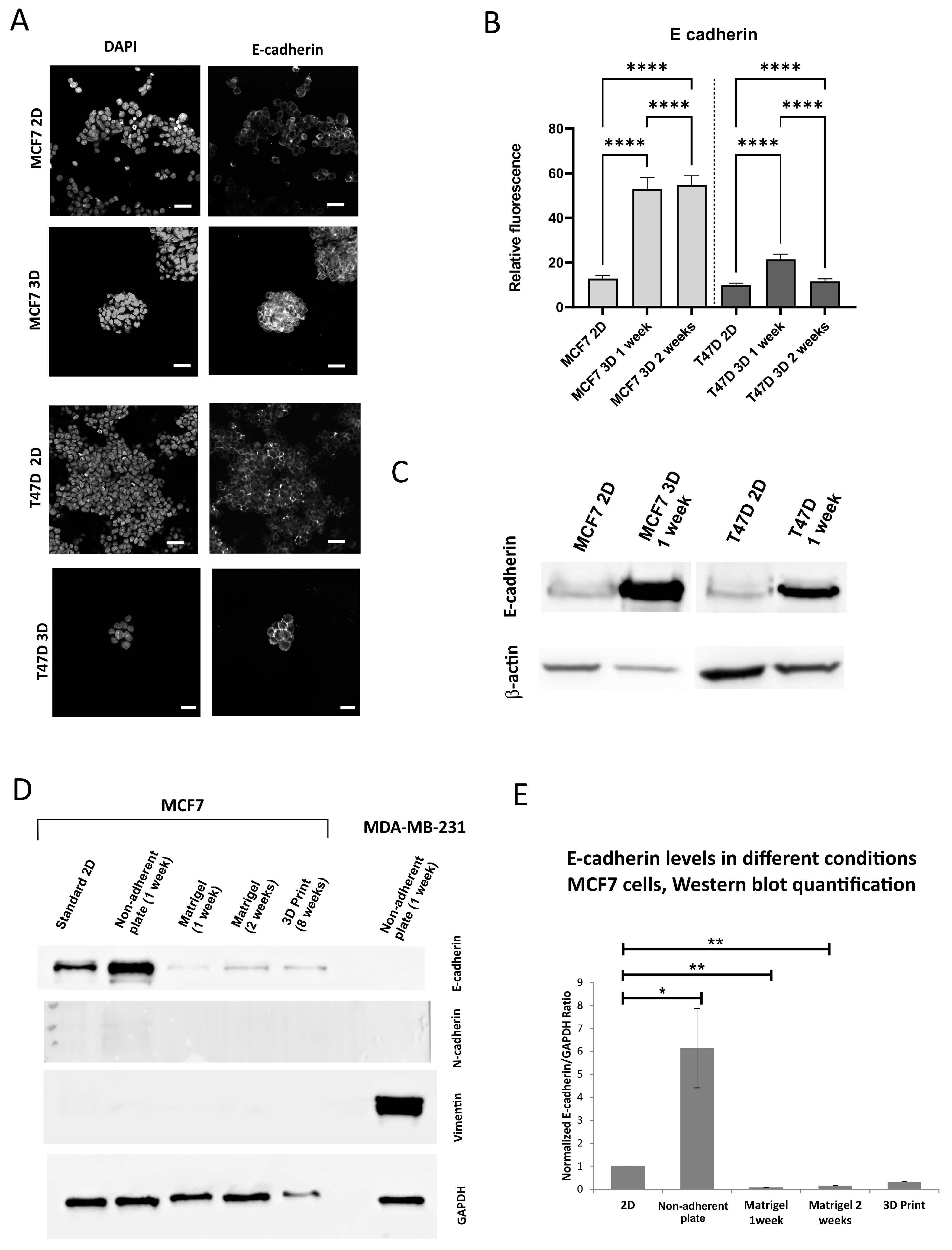 Bioengineering 12 00147 g003