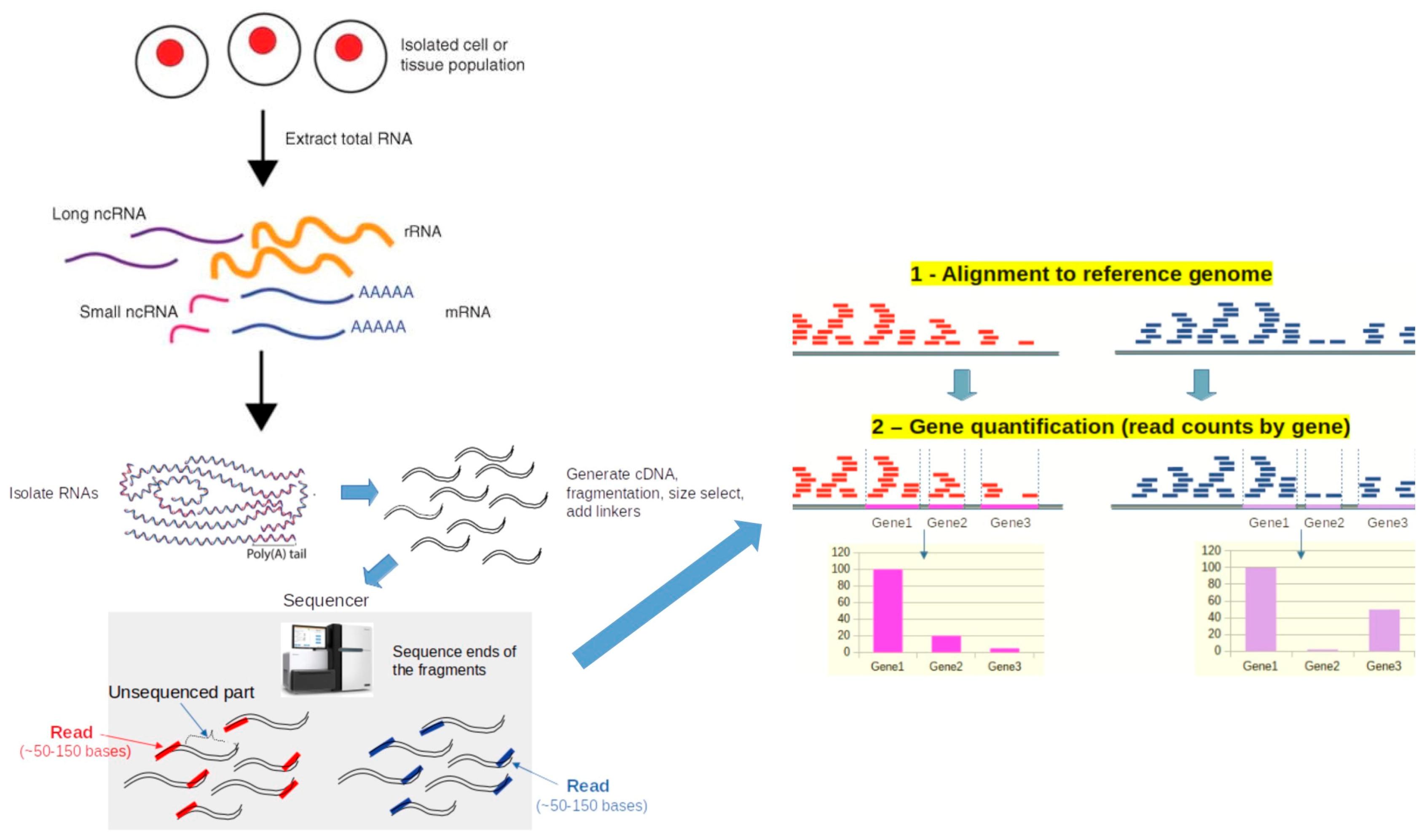 Bioengineering 12 00149 g002