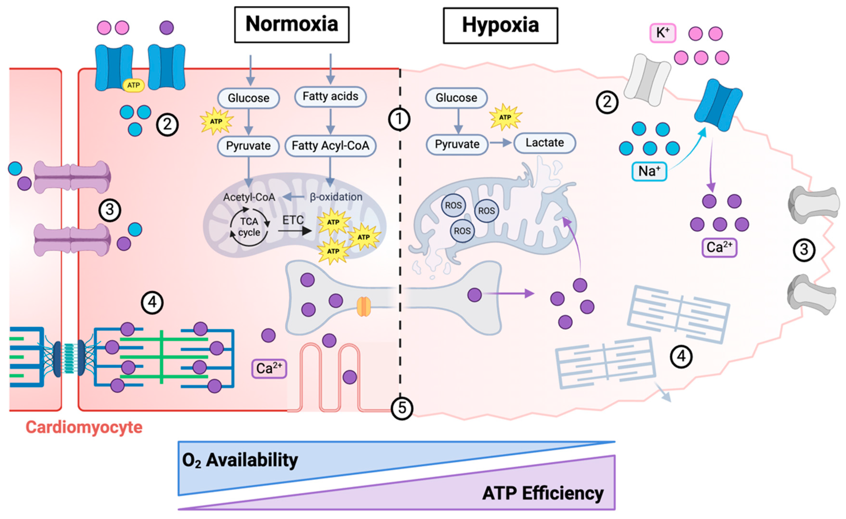 Bioengineering 12 00154 g001