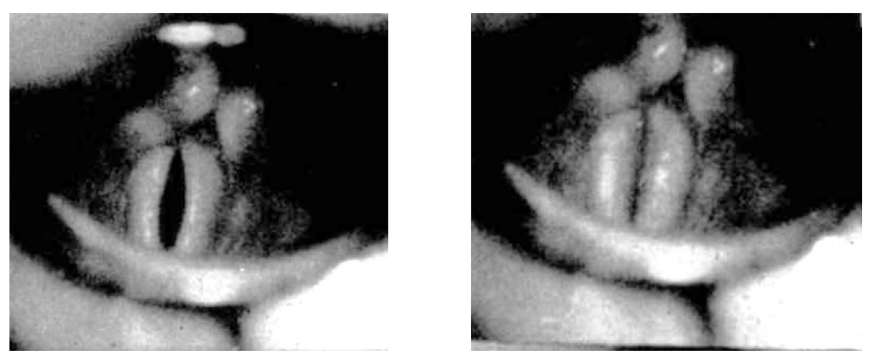 Bioengineering 12 00155 g002