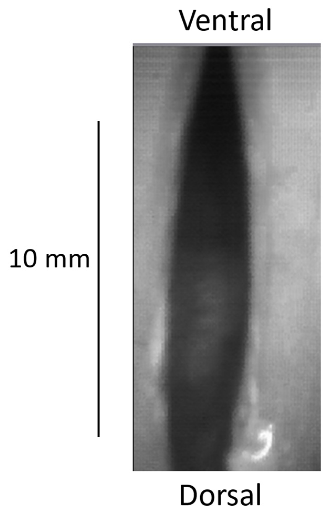 Bioengineering 12 00155 g009