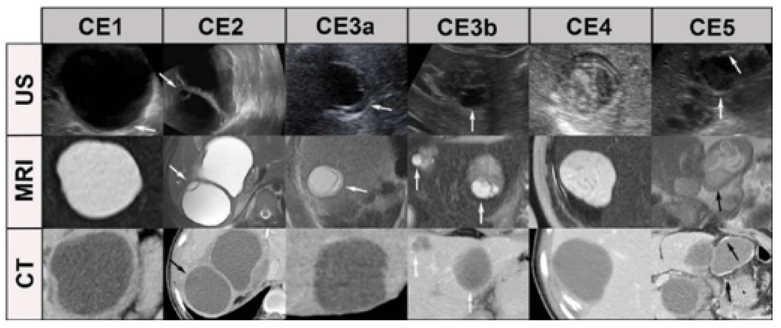 Bioengineering 12 00181 g001