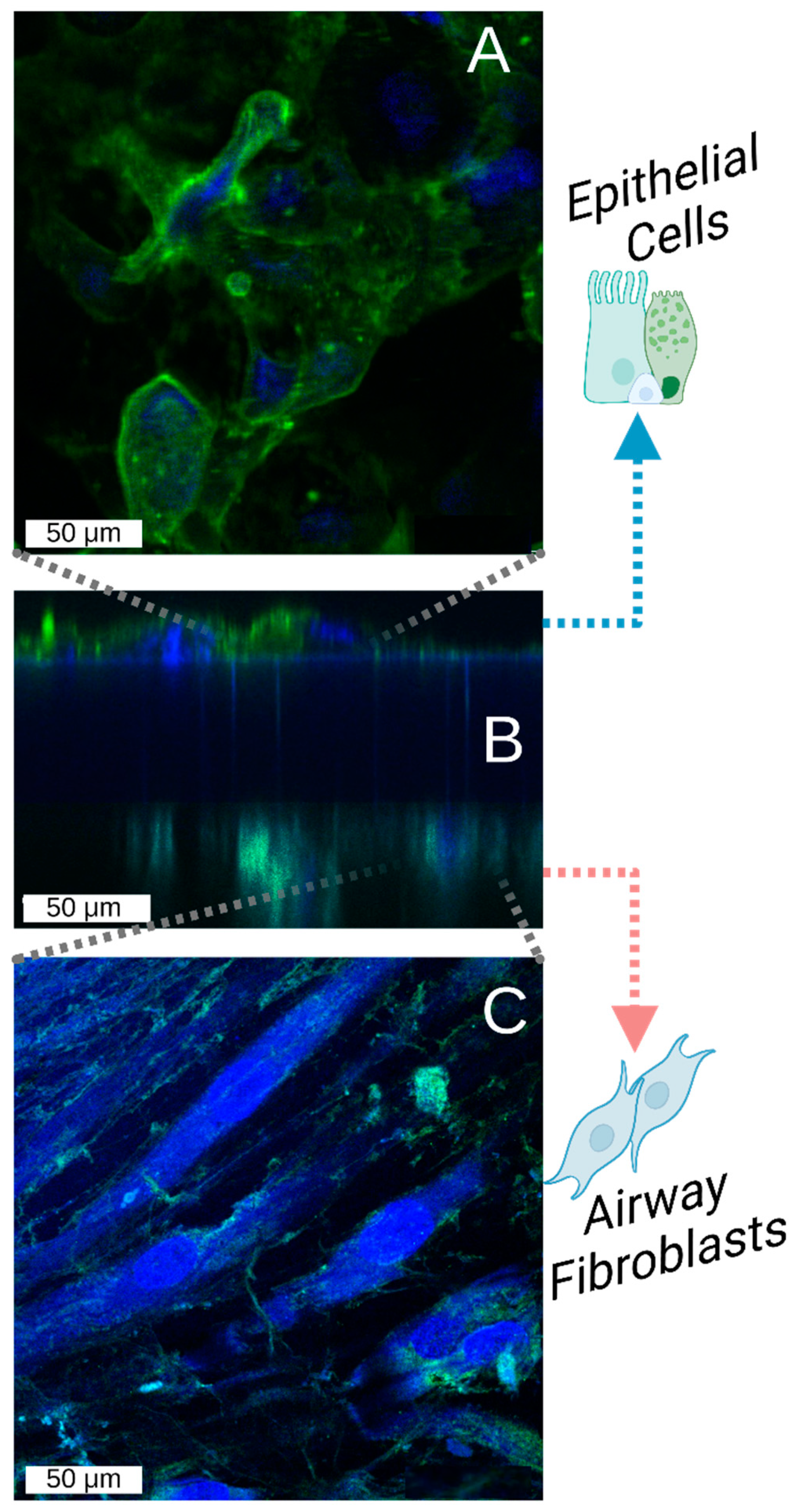 Bioengineering 12 00182 g009