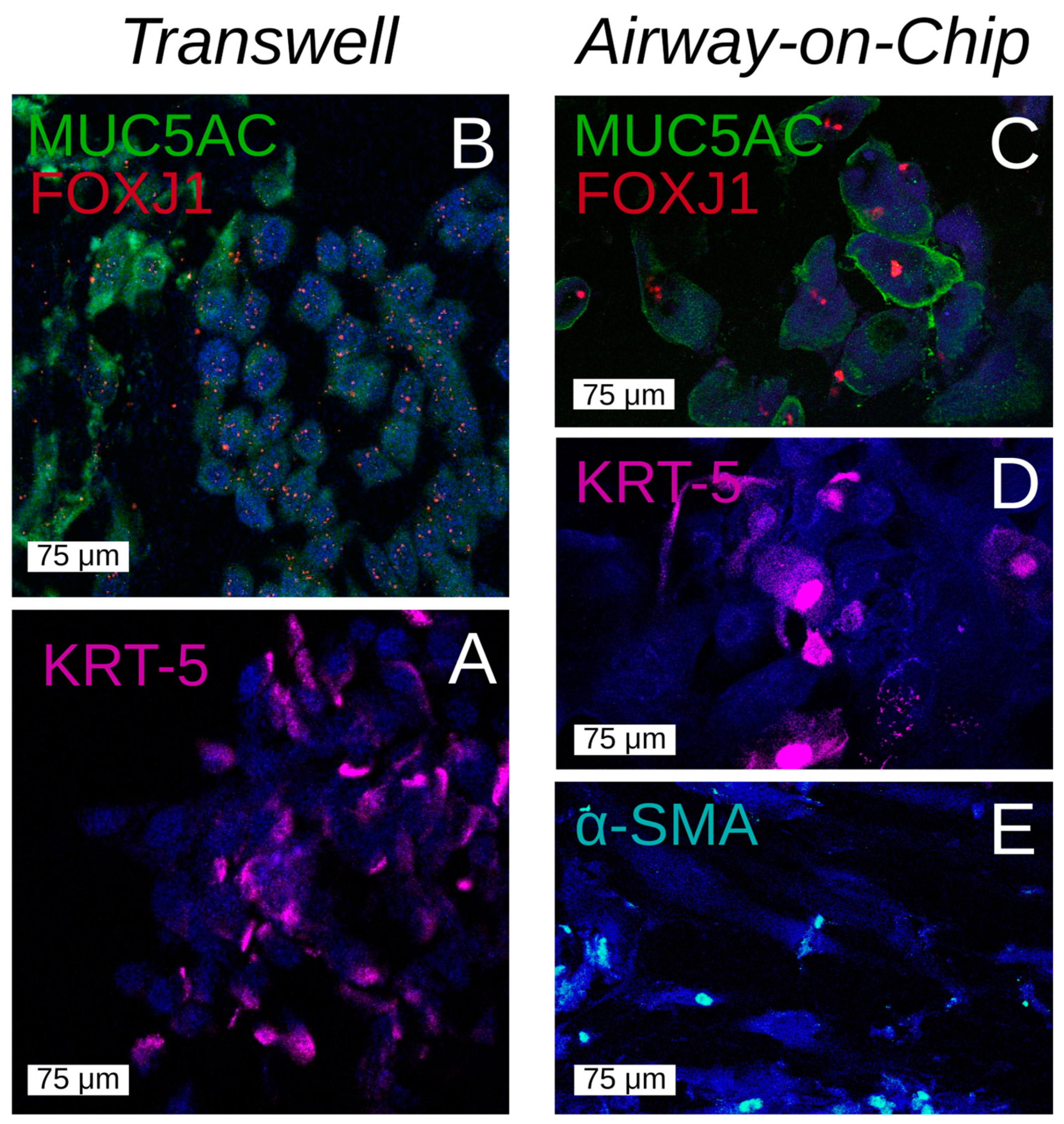 Bioengineering 12 00182 g010
