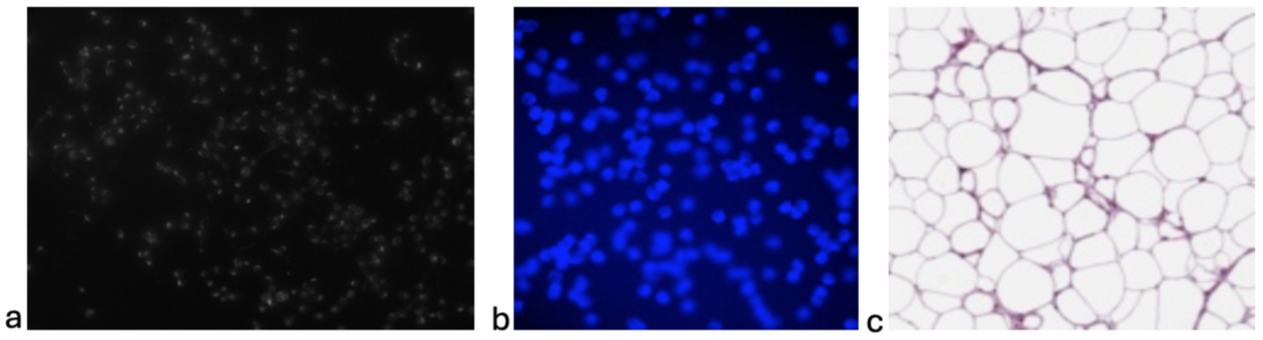 Bioengineering 12 00184 g003