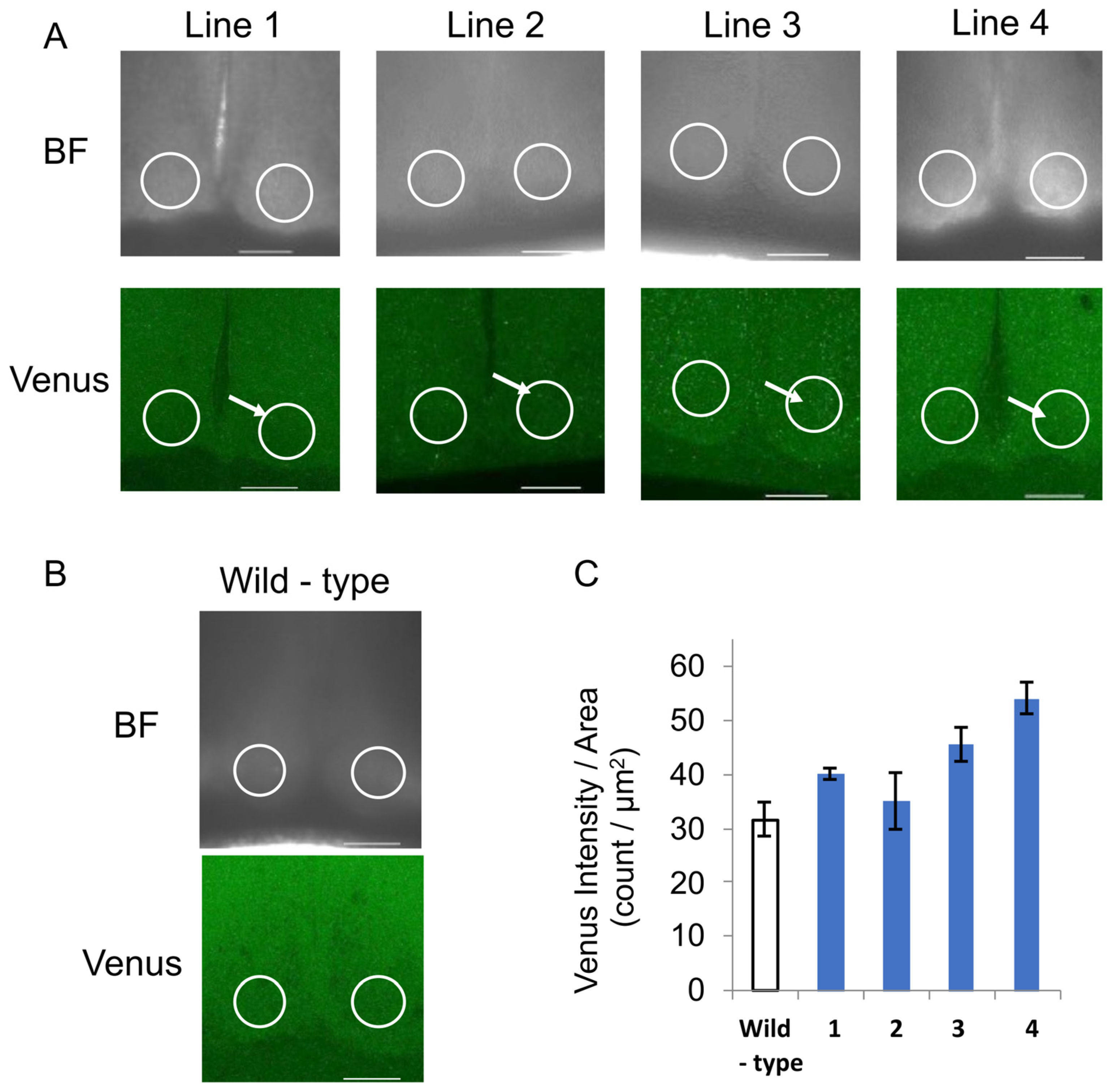 Bioengineering 12 00192 g002