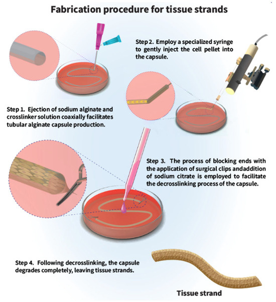 Scaffold-Free Strategies in Dental Pulp/Dentine Tissue Engineering ...