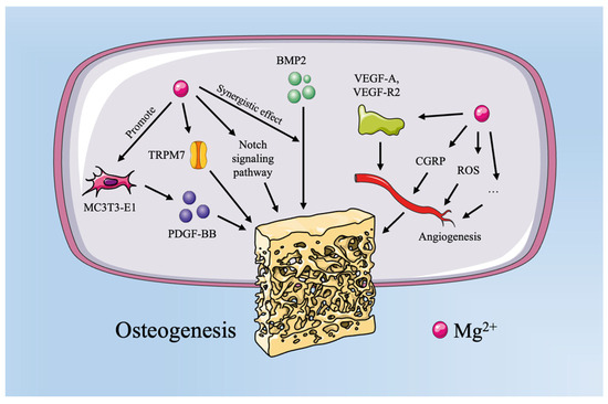 The Role of Magnesium, Zinc, and Strontium in Osteoporotic