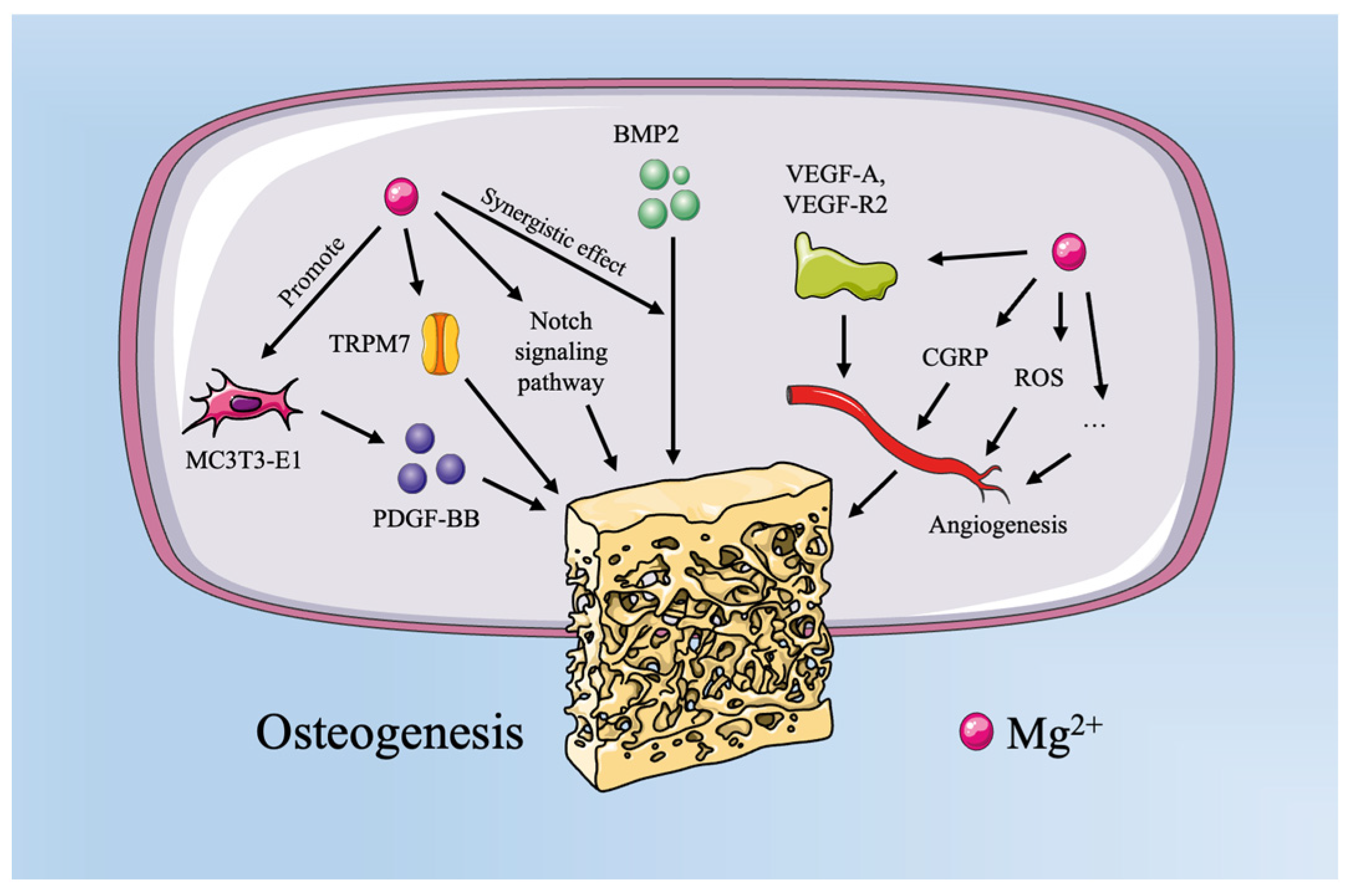 The Role of Magnesium, Zinc, and Strontium in Osteoporotic The Role of Magnesium, Zinc, and Strontium in Osteoporotic