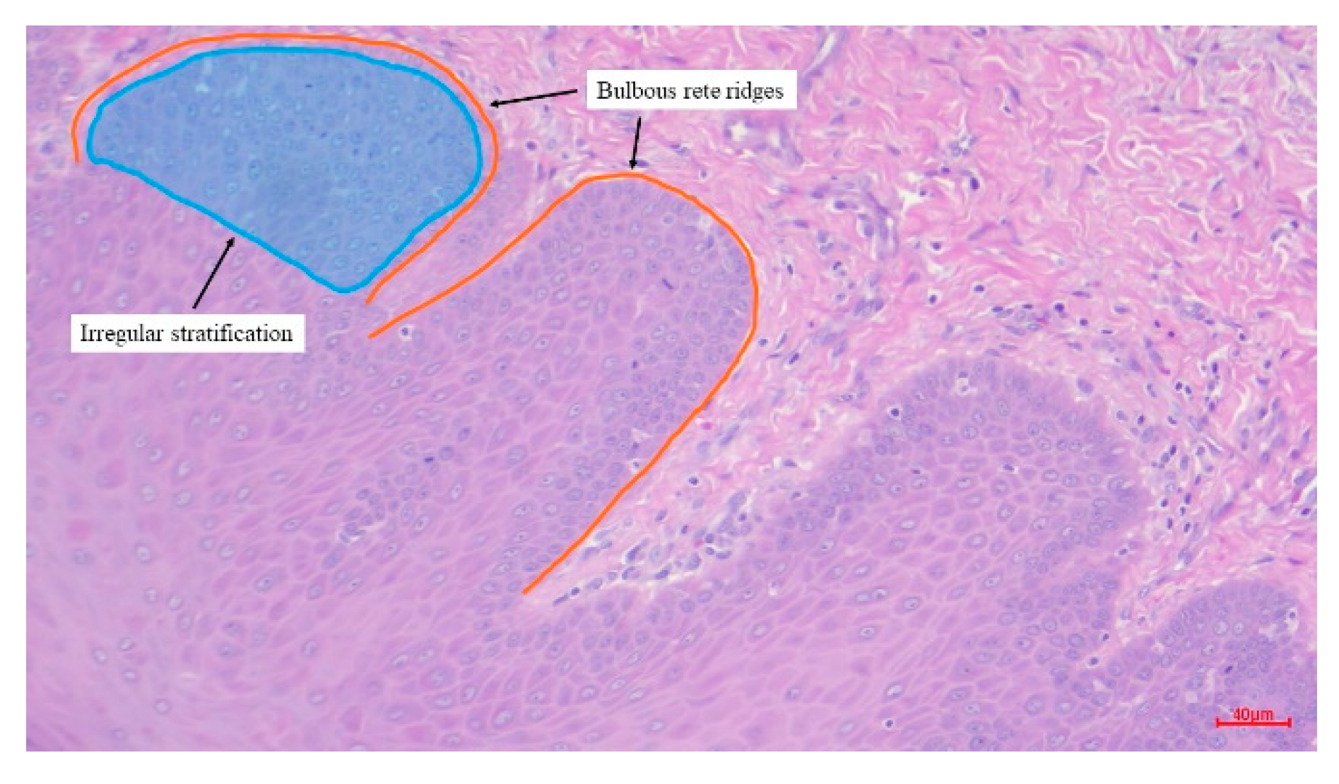 Bioengineering 12 00216 g002