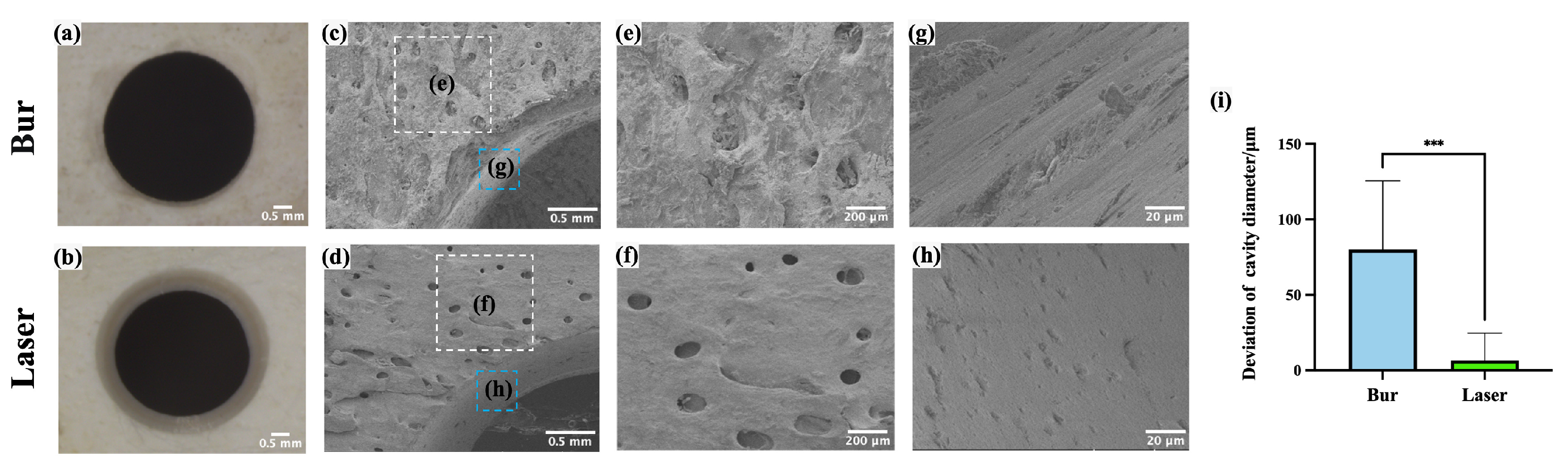 Bioengineering 12 00217 g005