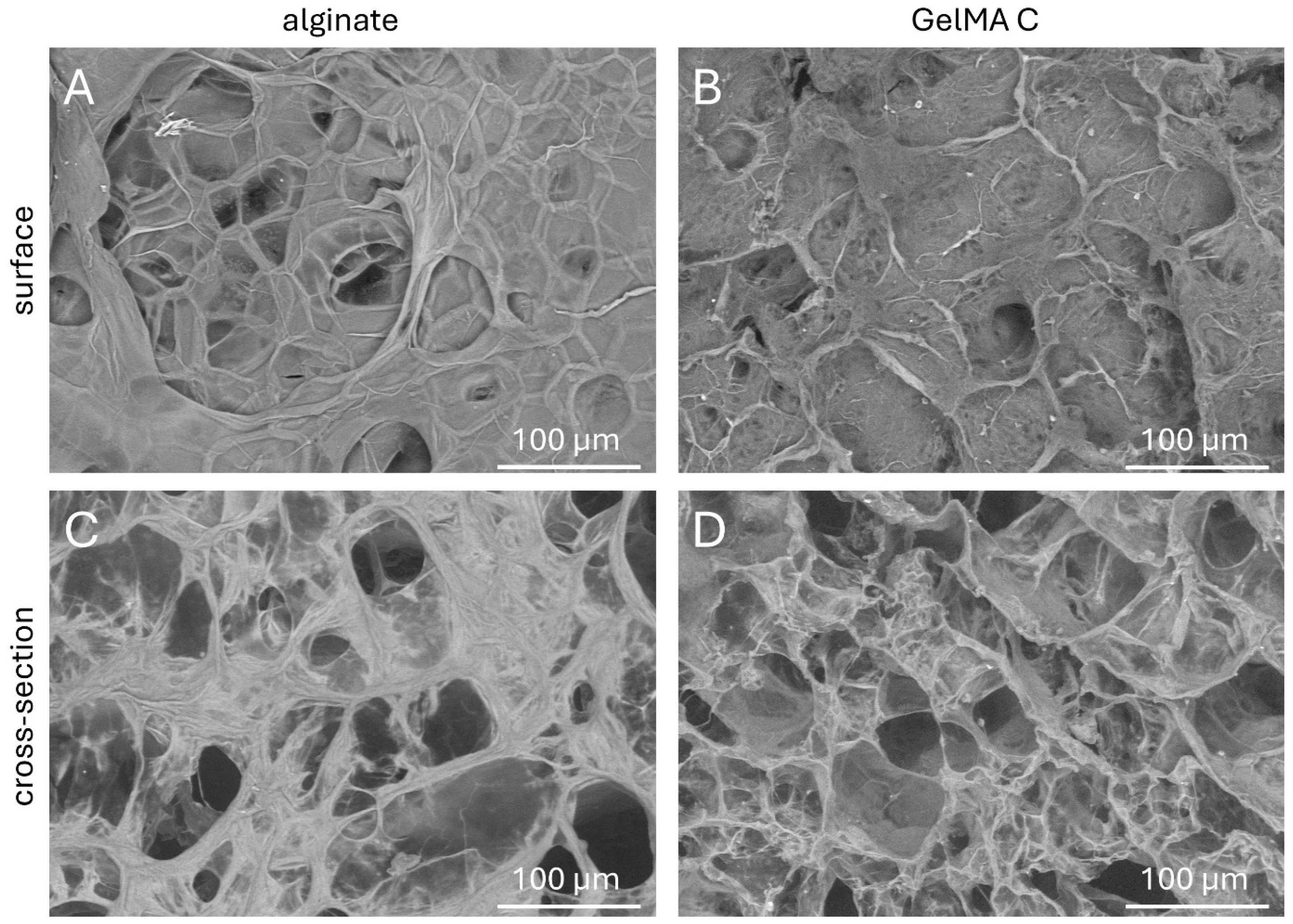 Bioengineering 12 00230 g003