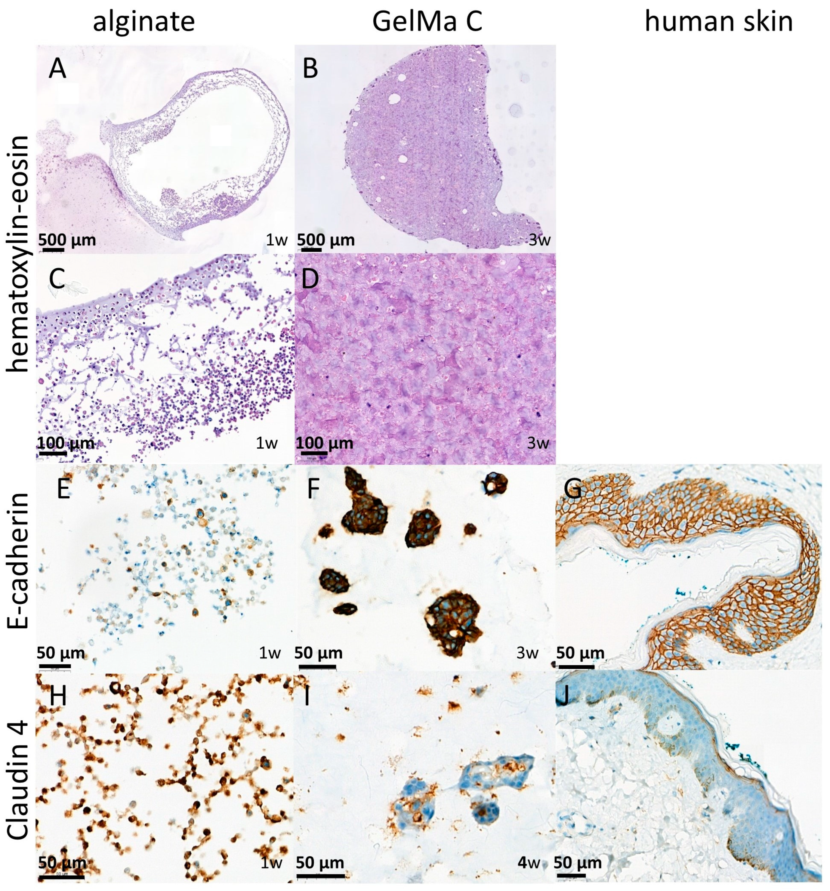 Bioengineering 12 00230 g008