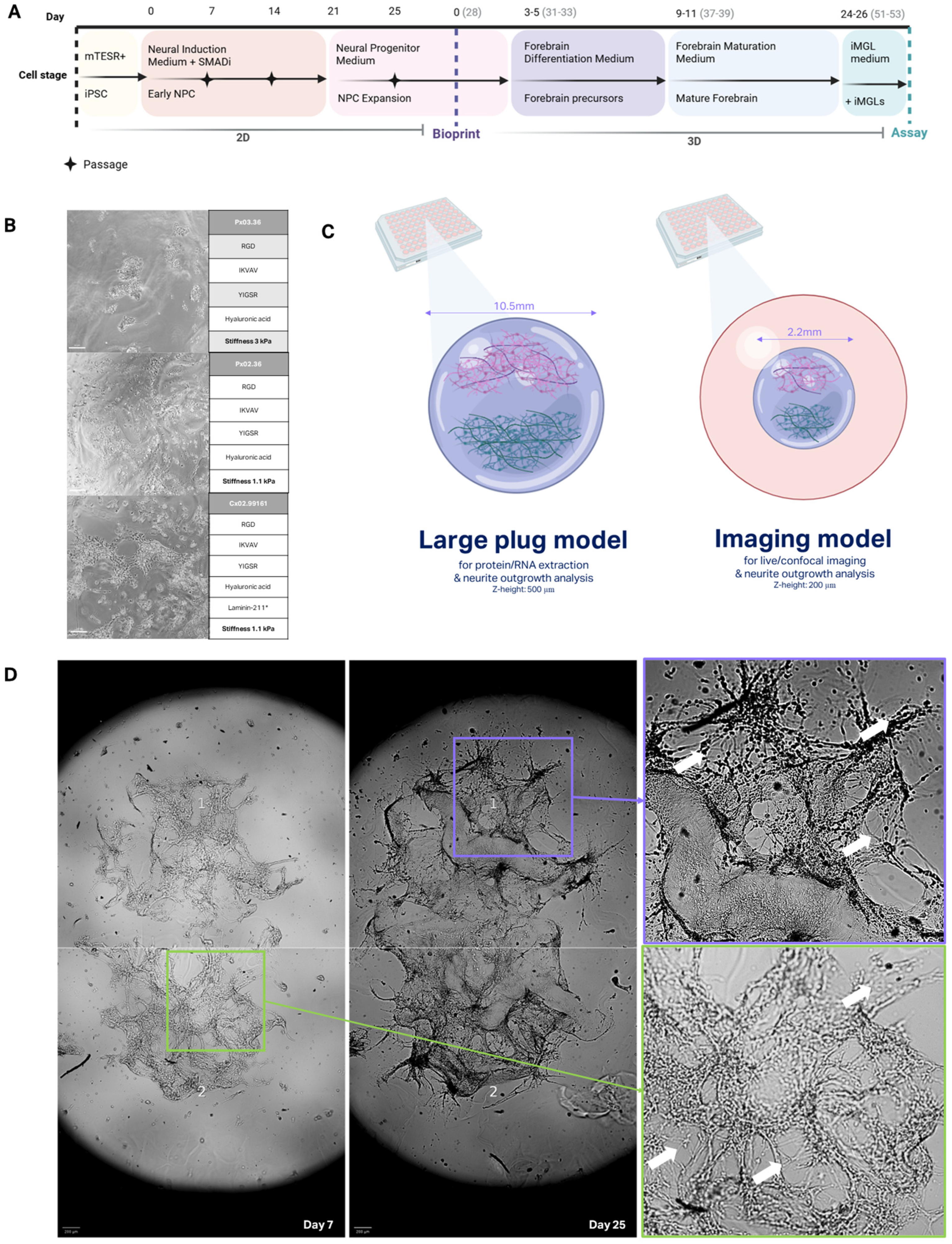 Bioengineering 12 00245 g001