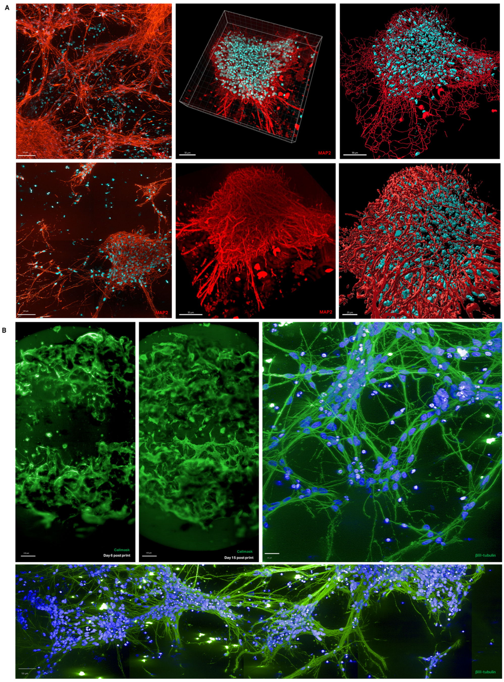 Bioengineering 12 00245 g003