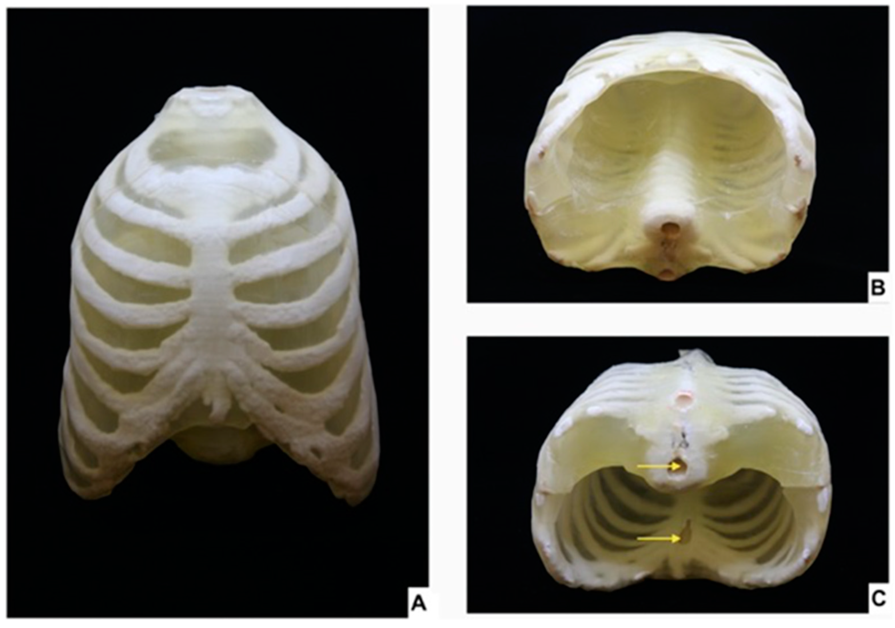 Bioengineering 12 00249 g004