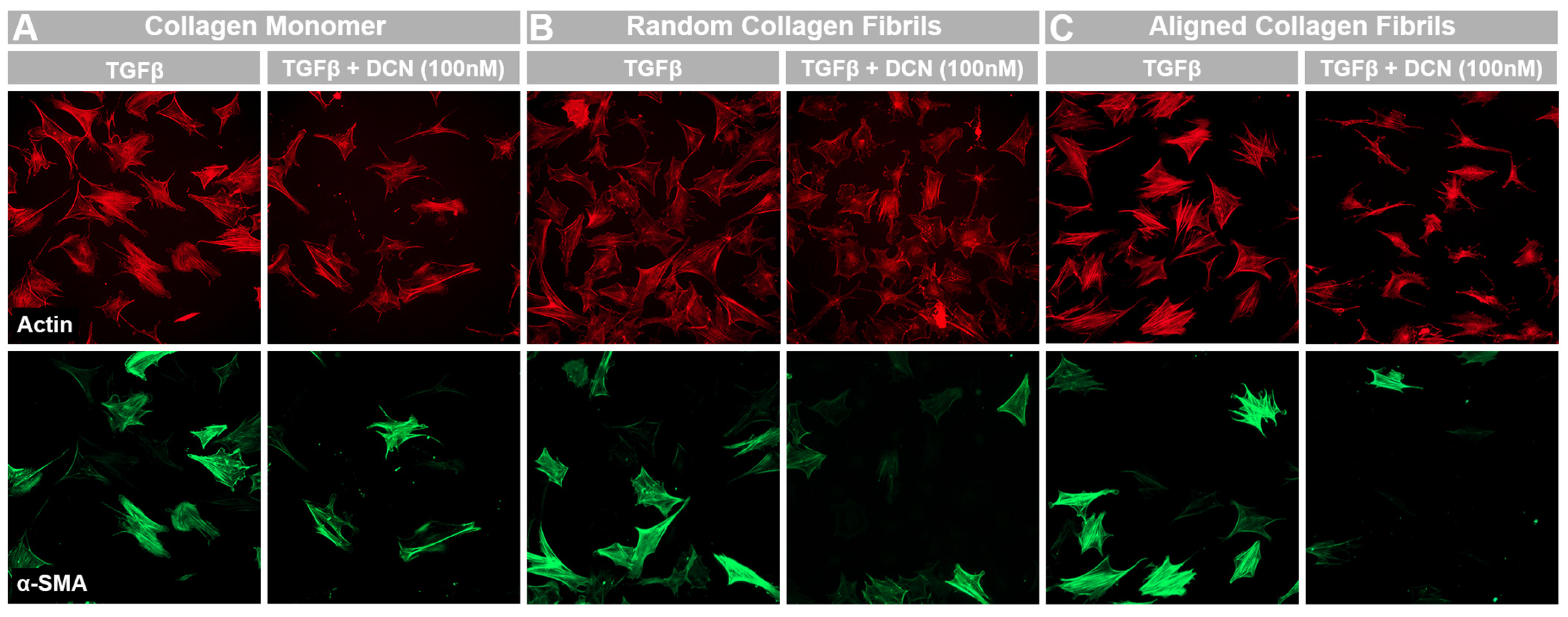 Bioengineering 12 00259 g005