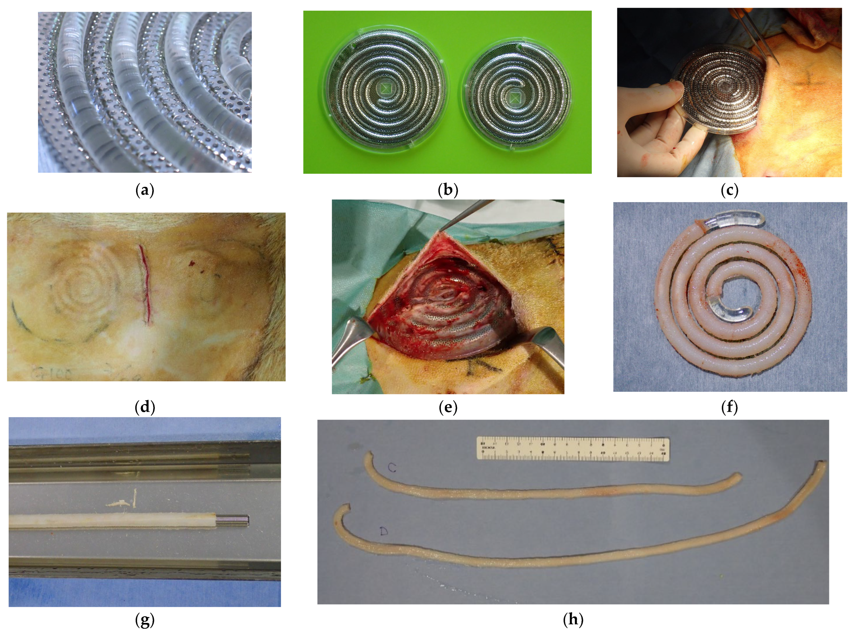 Bioengineering 12 00260 g001