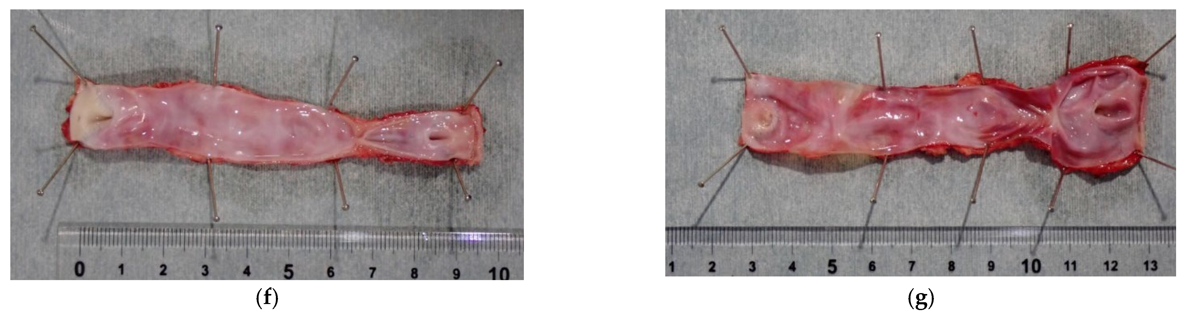 Bioengineering 12 00260 g006b