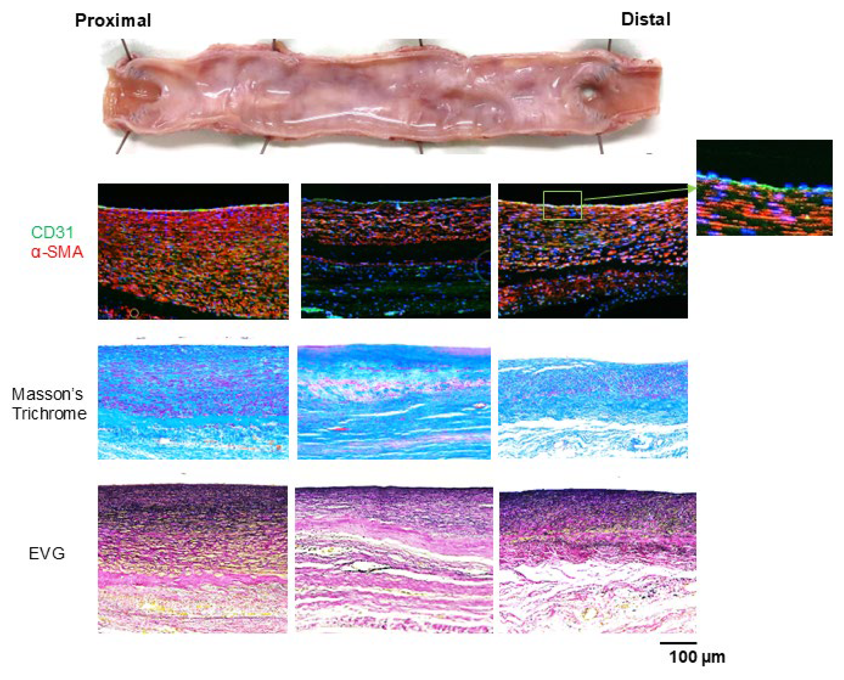 Bioengineering 12 00260 g007