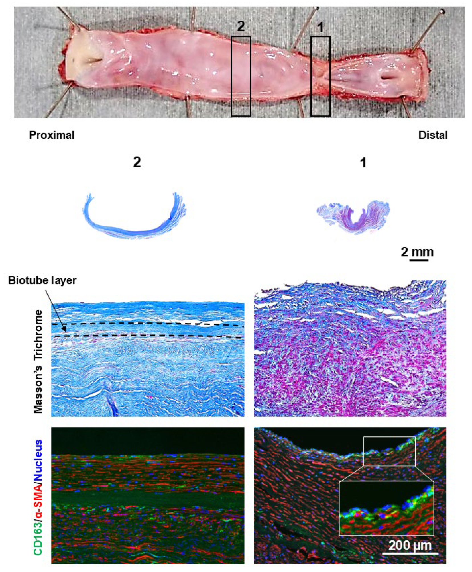 Bioengineering 12 00260 g008