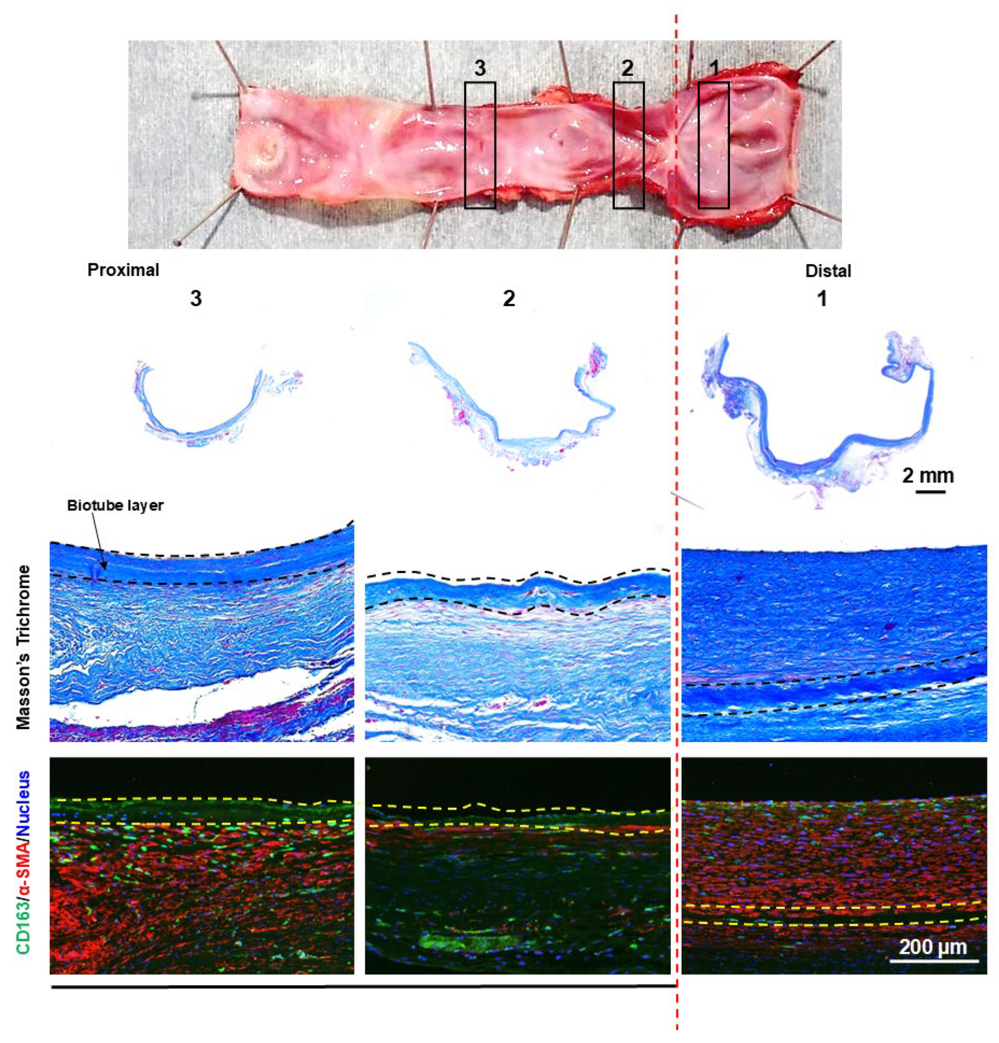 Bioengineering 12 00260 g009